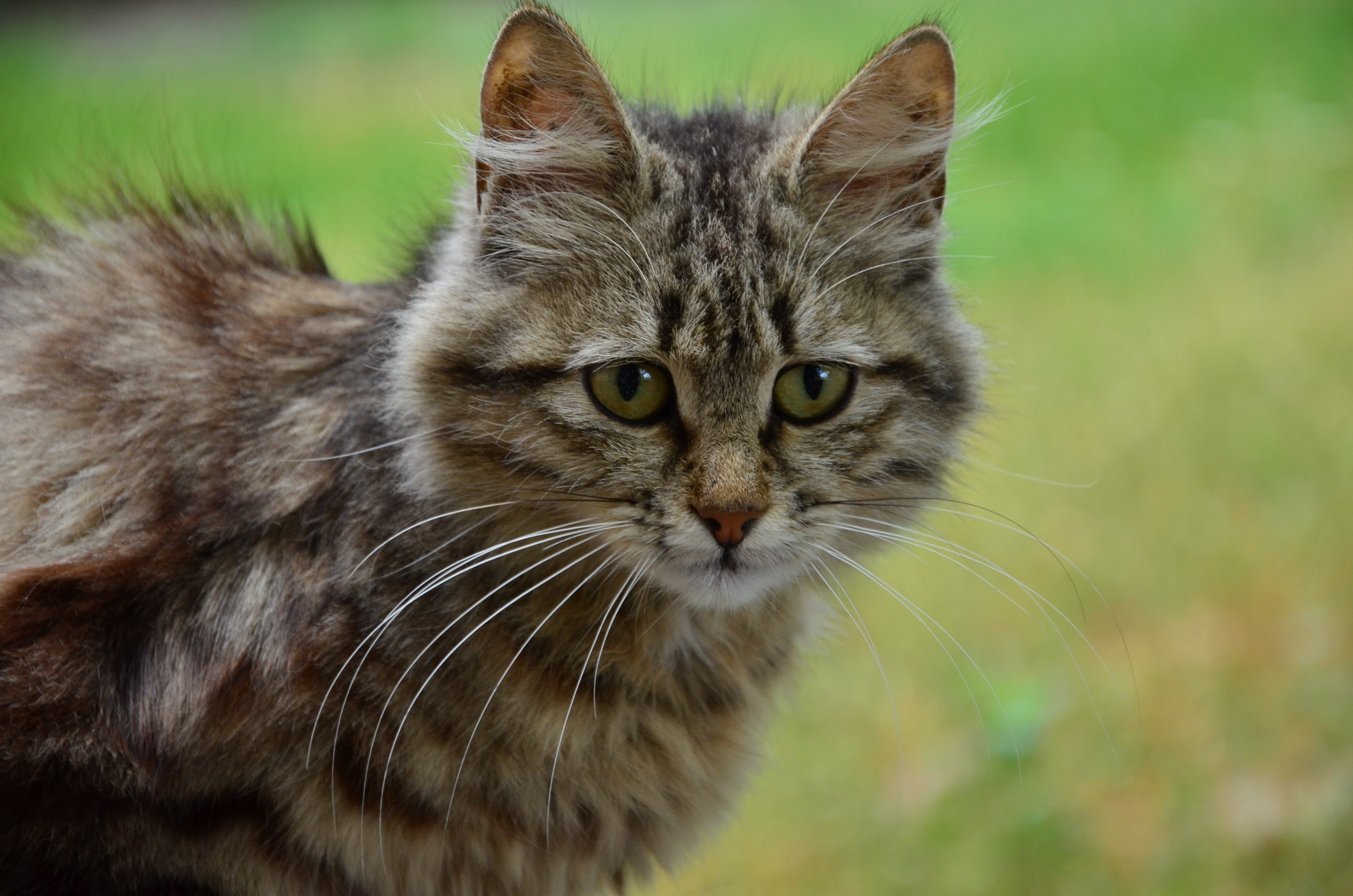 PCデスクトップに動物, ネコ, 猫画像を無料でダウンロード