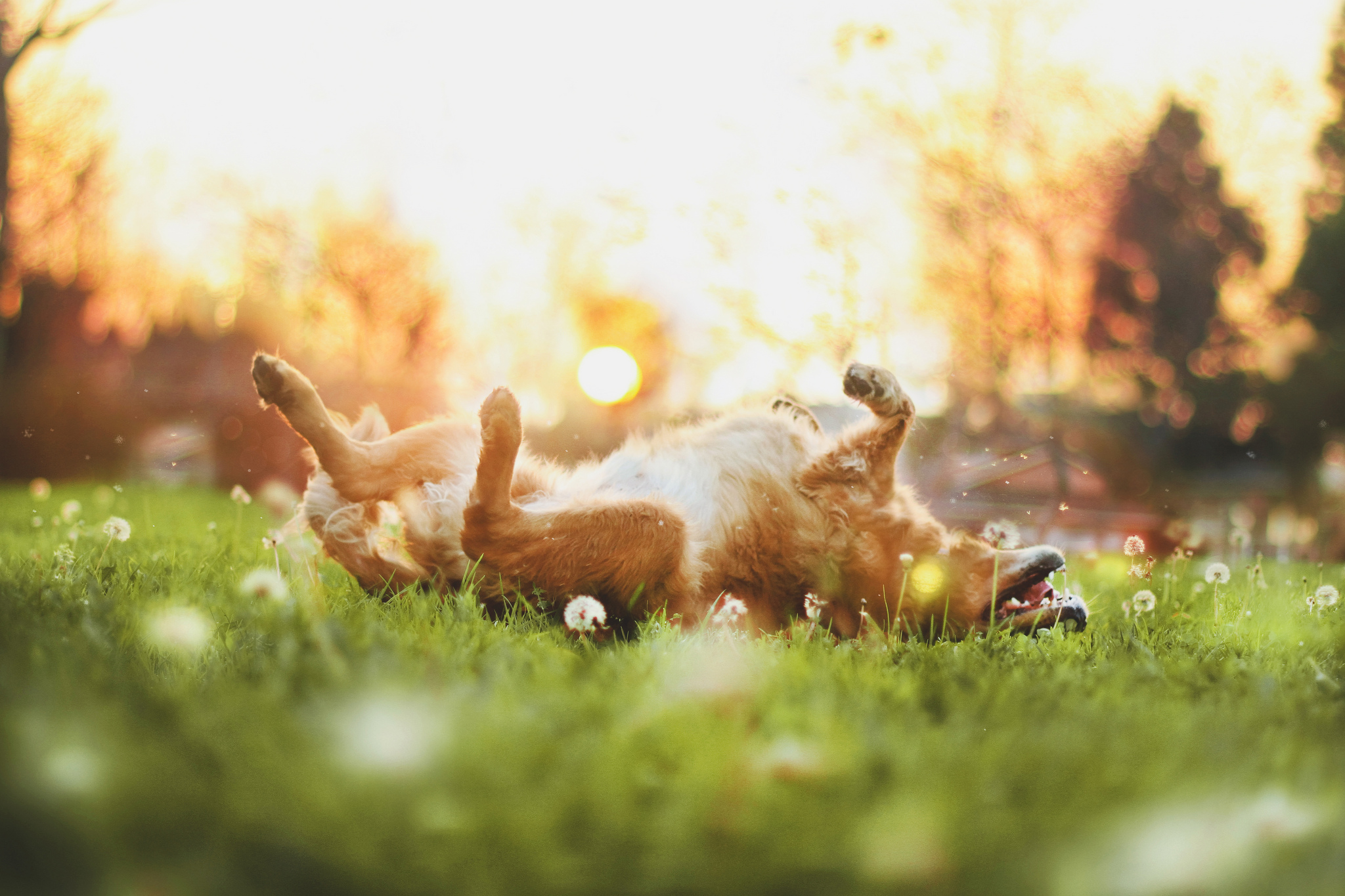 Baixar papel de parede para celular de Golden Retriever, Cães, Animais gratuito.