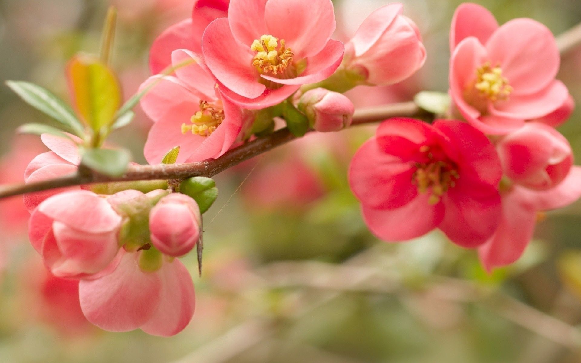 flowering, bloom, pink, flower, macro, bright, branch 4K for PC