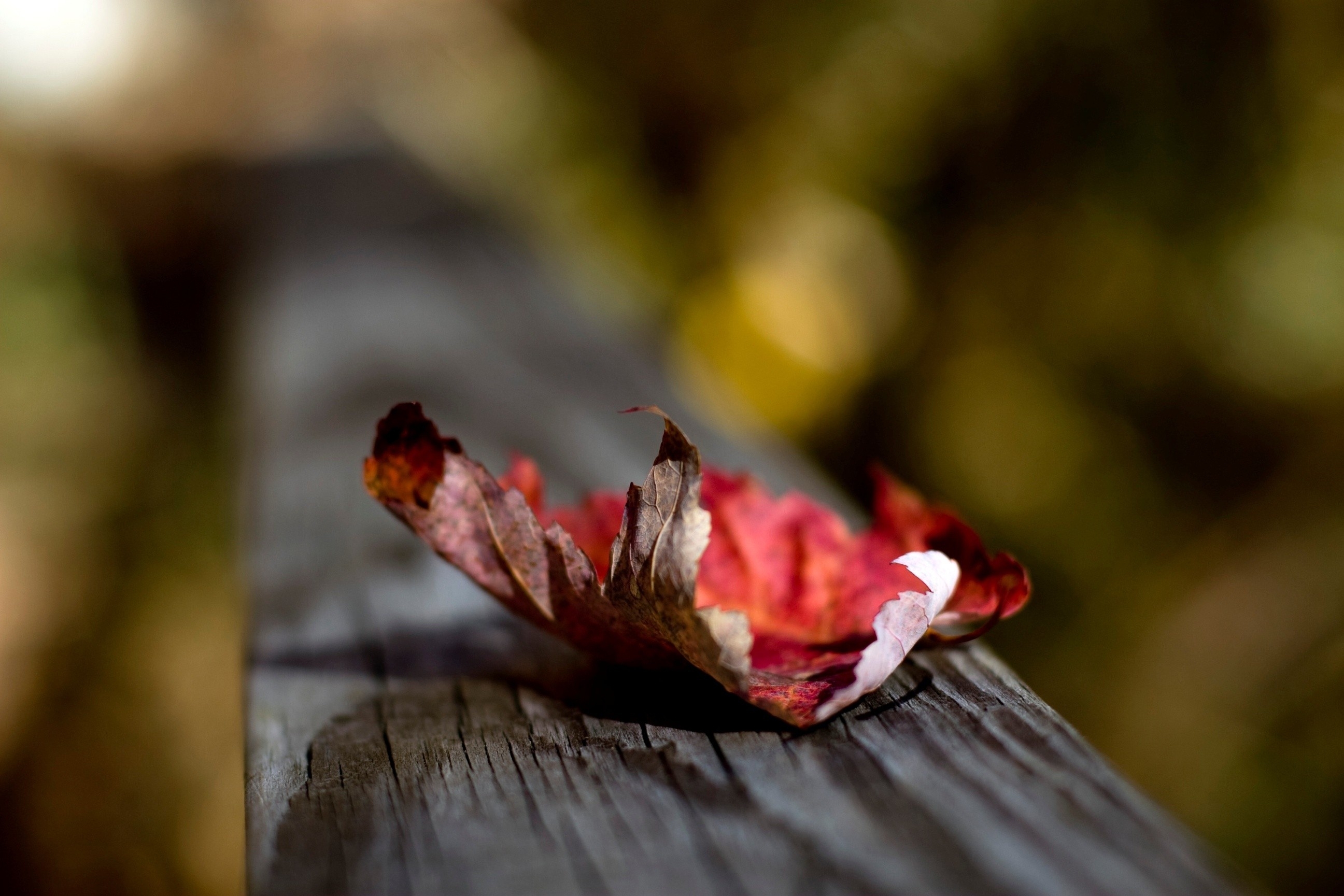sheet, autumn, macro, wood, wooden, surface, leaf, dry Image for desktop
