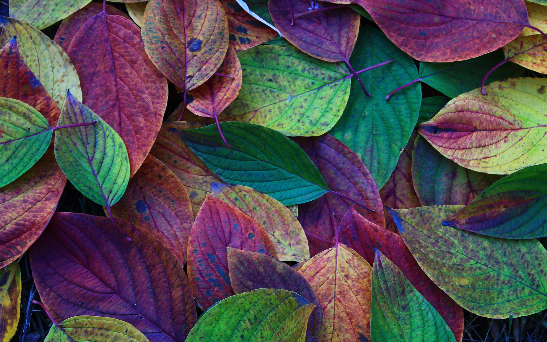 Handy-Wallpaper Natur, Herbst, Blatt, Jahreszeit, Erde/natur kostenlos herunterladen.