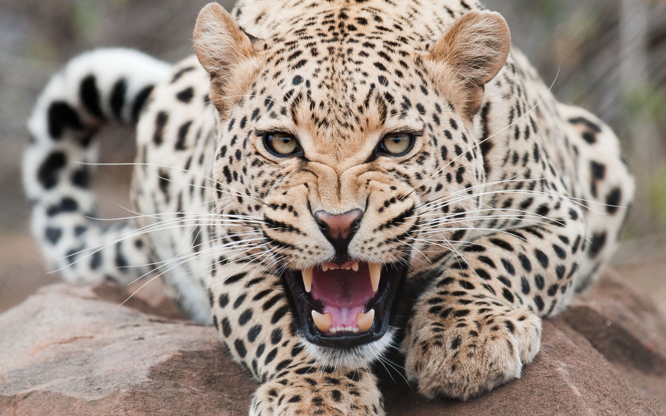 62525 скачать обои животные, леопард, морда, оскал, агрессия - заставки и картинки бесплатно