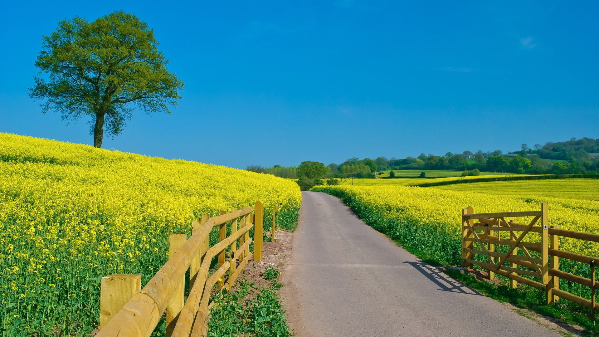 road, summer, nature, flowers, open spaces, expanse, slopes, yellow, fencing, enclosure, day HD wallpaper