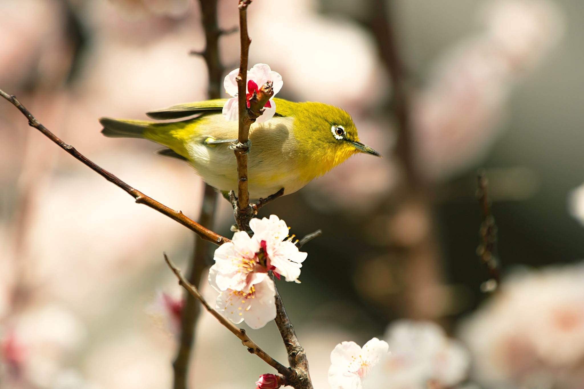 animal, japanese white eye, bird, blossom, birds