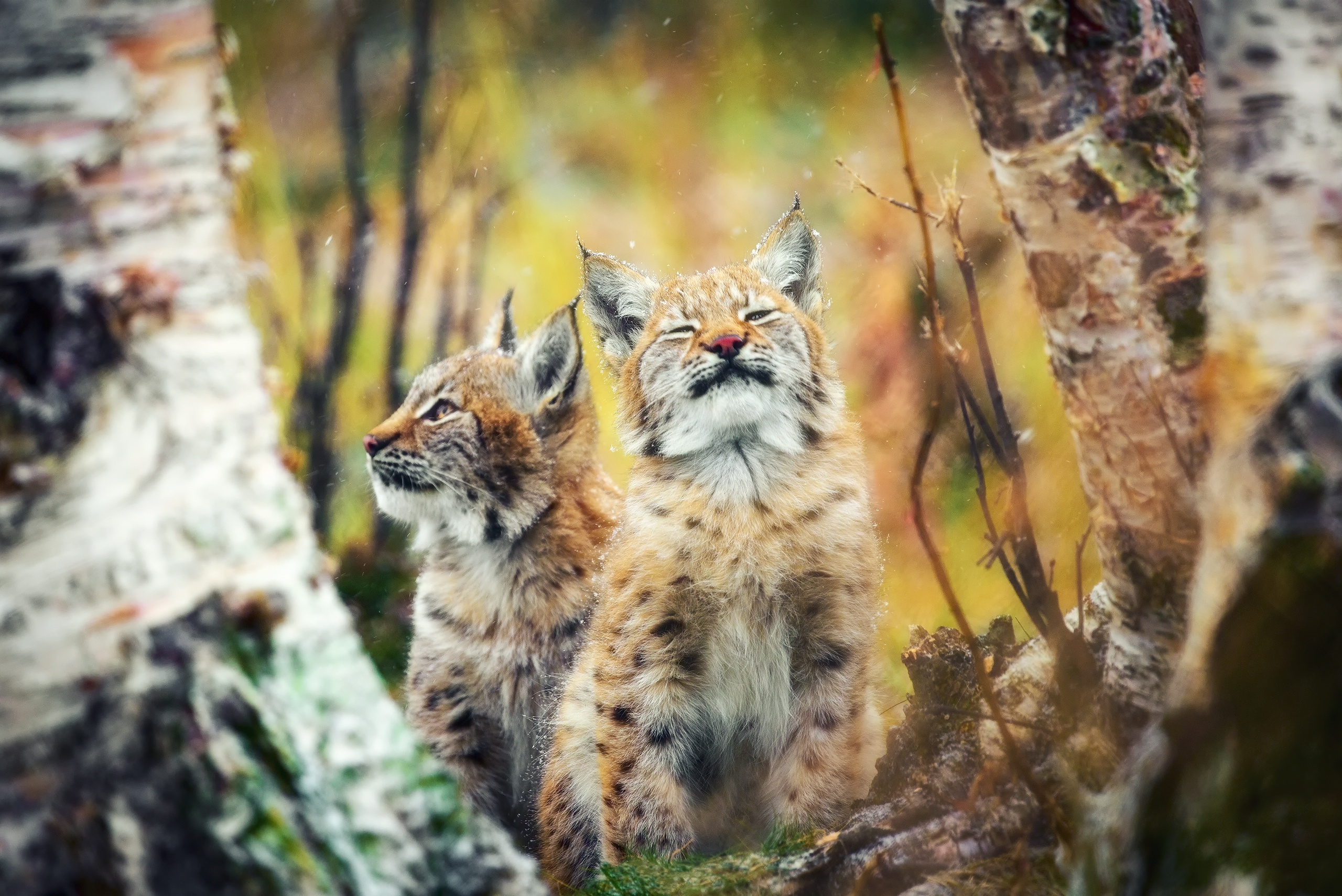 Free download wallpaper Cats, Animal, Baby Animal, Lynx, Cub on your PC desktop