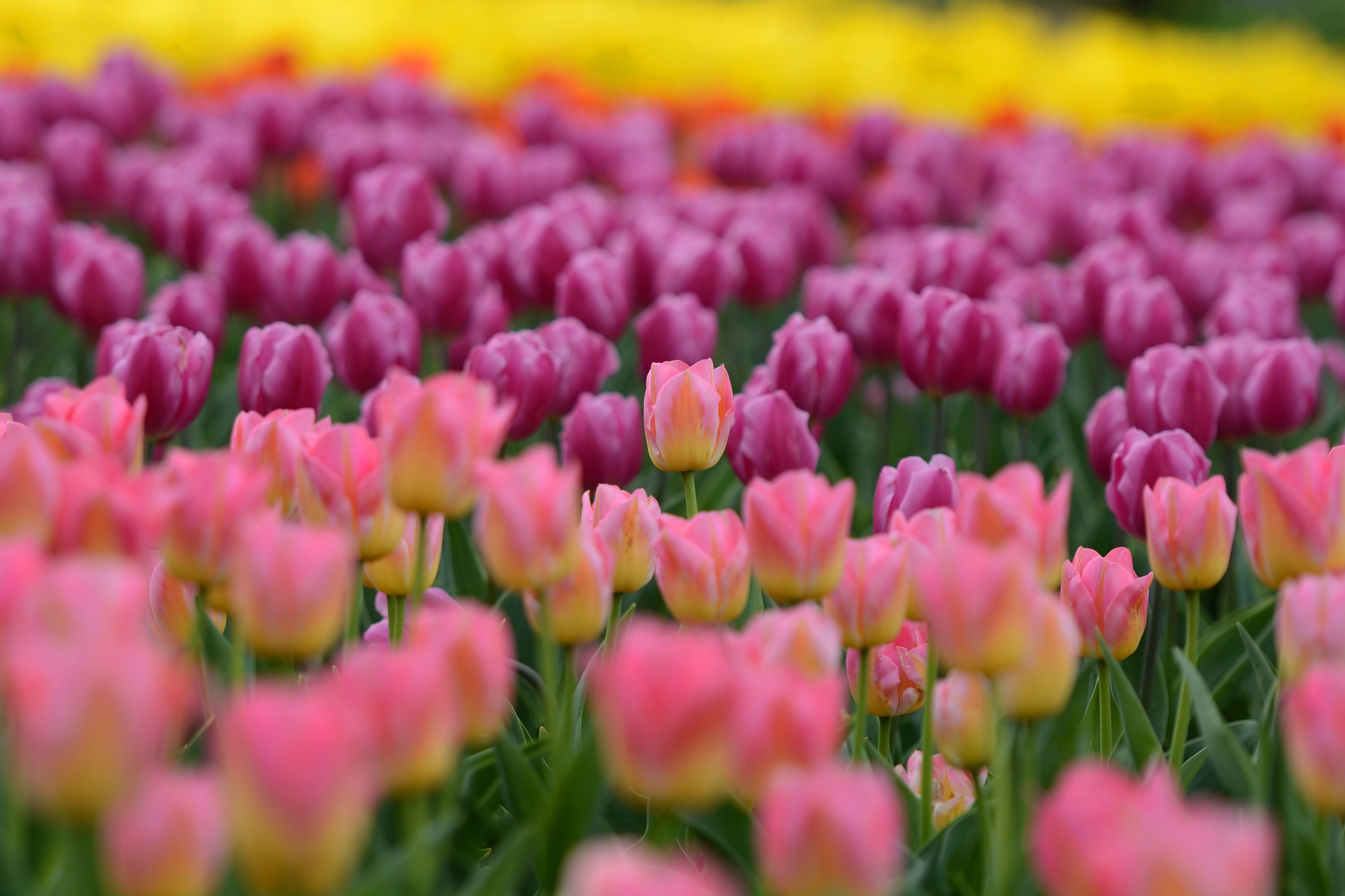 Téléchargez des papiers peints mobile Fleurs, Fleur, Tulipe, La Nature, Terre/nature, Fleur Rose gratuitement.