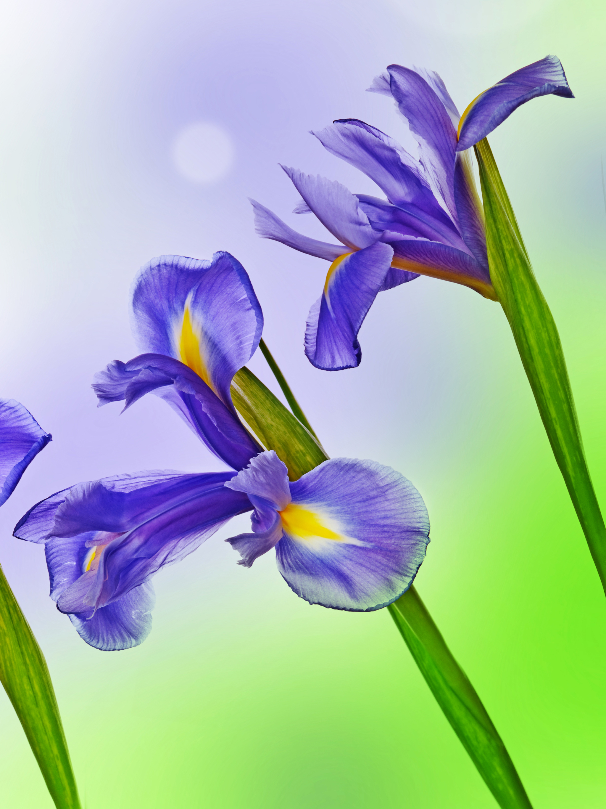 Download mobile wallpaper Flowers, Iris, Flower, Earth, Blue Flower for free.