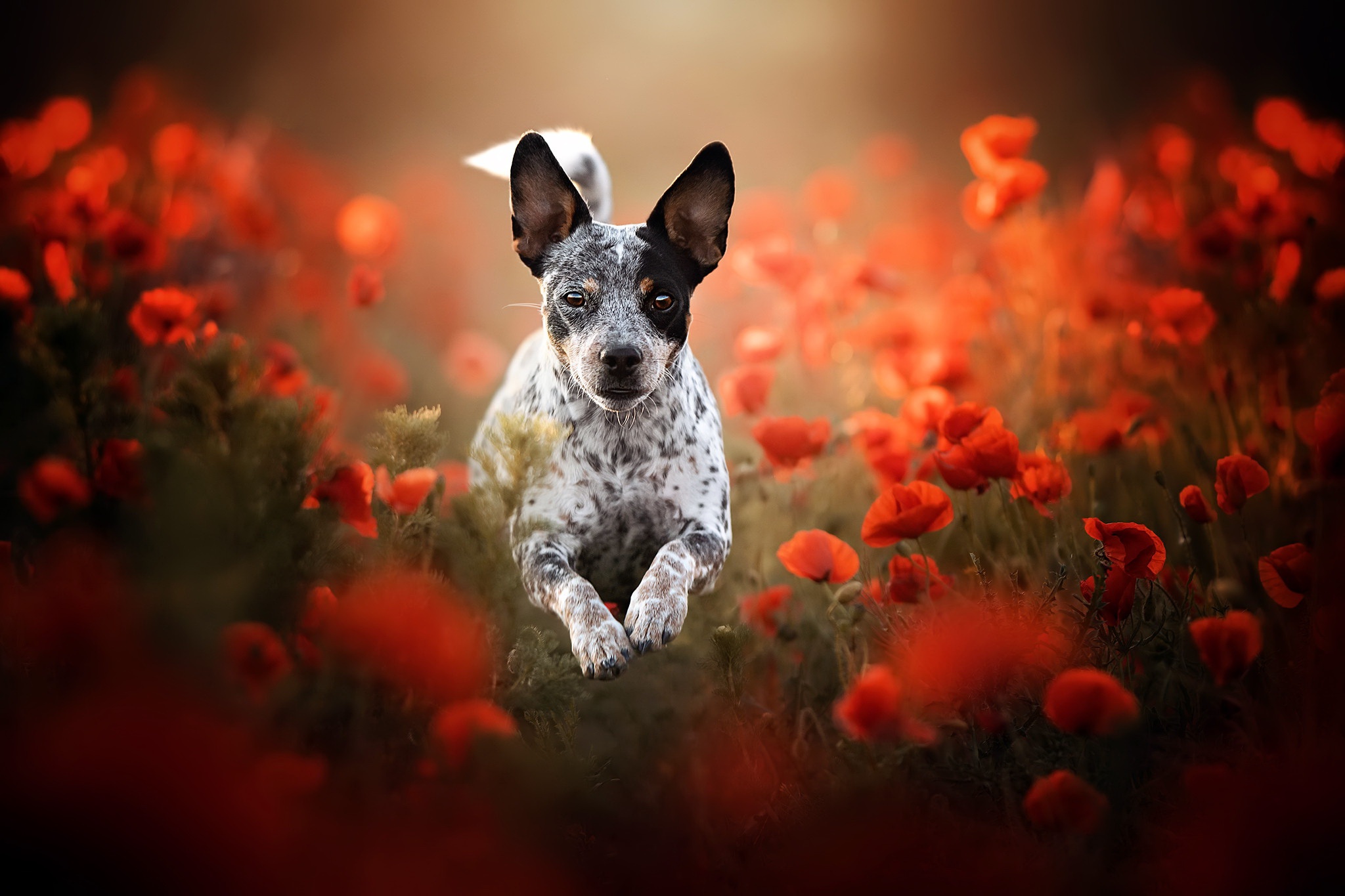 Free download wallpaper Dogs, Summer, Dog, Animal, Poppy, Red Flower on your PC desktop