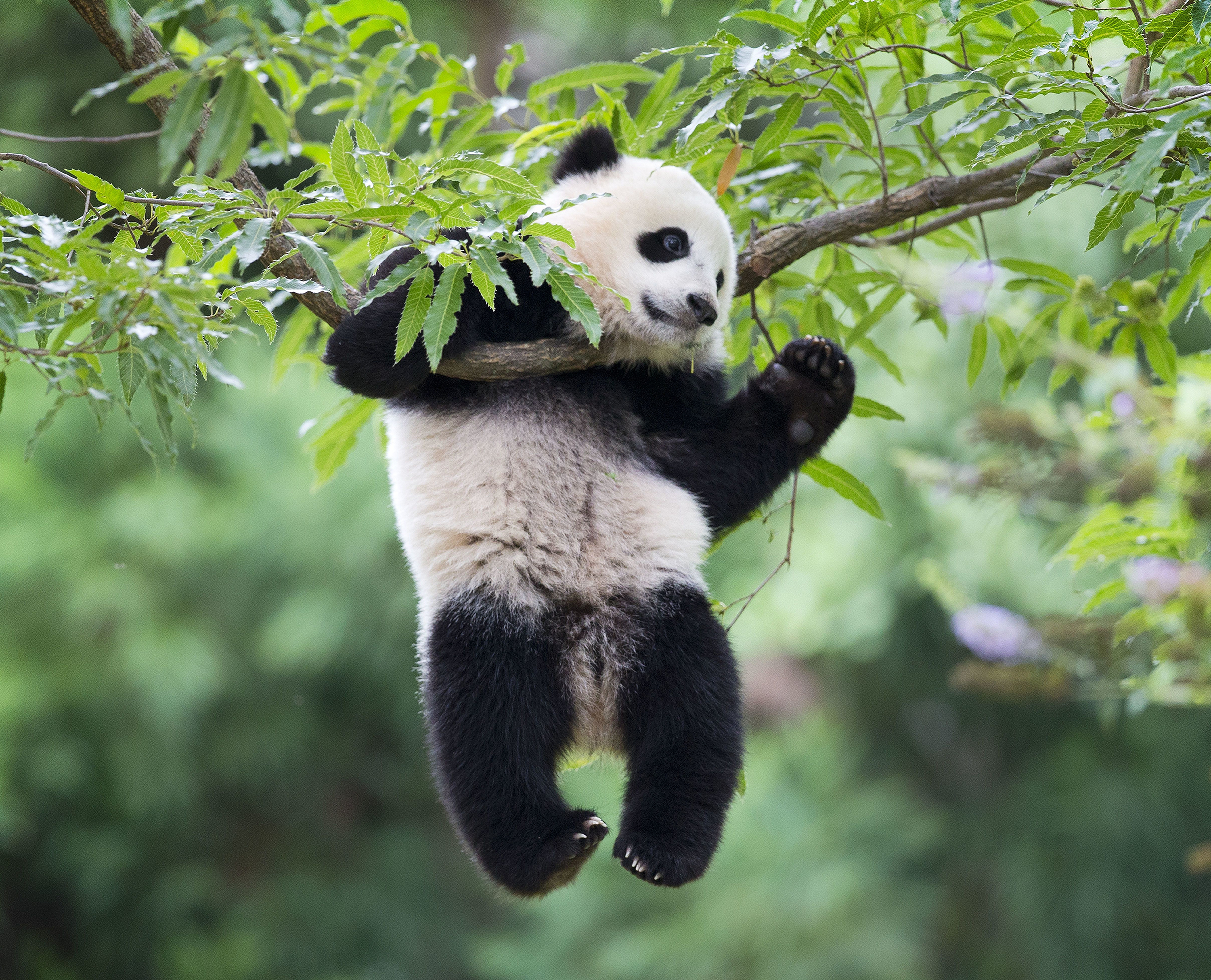 Free download wallpaper Branch, Animal, Panda, Cute on your PC desktop