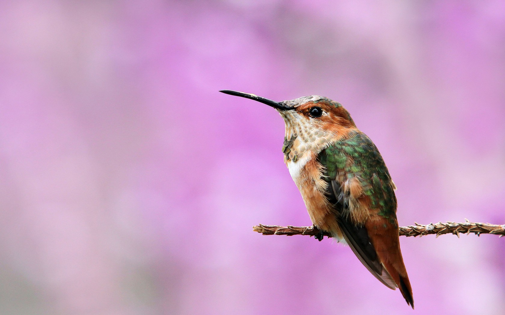 Baixar papel de parede para celular de Pássaro, Aves, Animais gratuito.