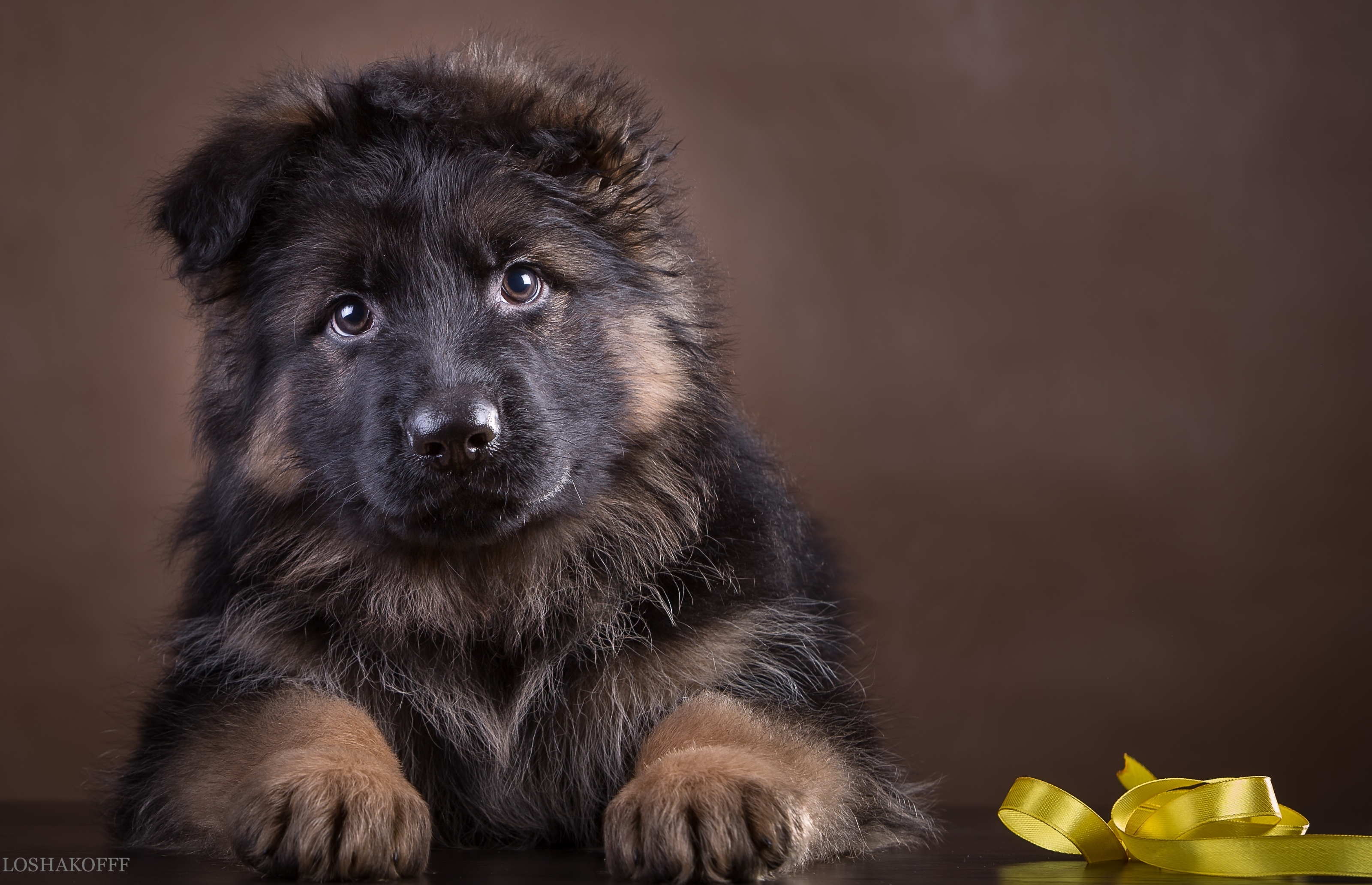 Laden Sie das Tiere, Hunde, Hund, Süß, Welpen, Schäferhund-Bild kostenlos auf Ihren PC-Desktop herunter