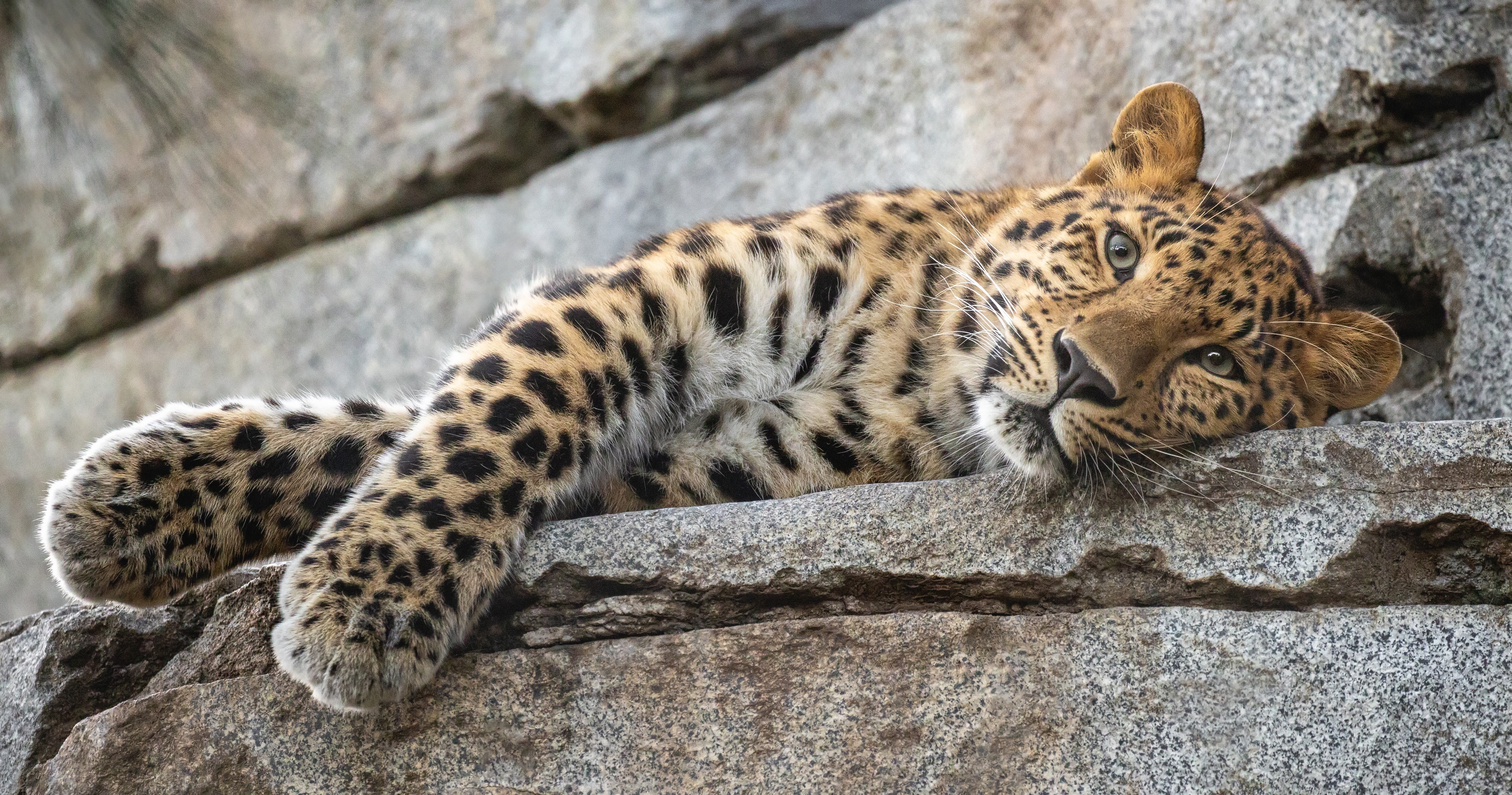 Baixar papel de parede para celular de Animais, Gatos, Leopardo gratuito.