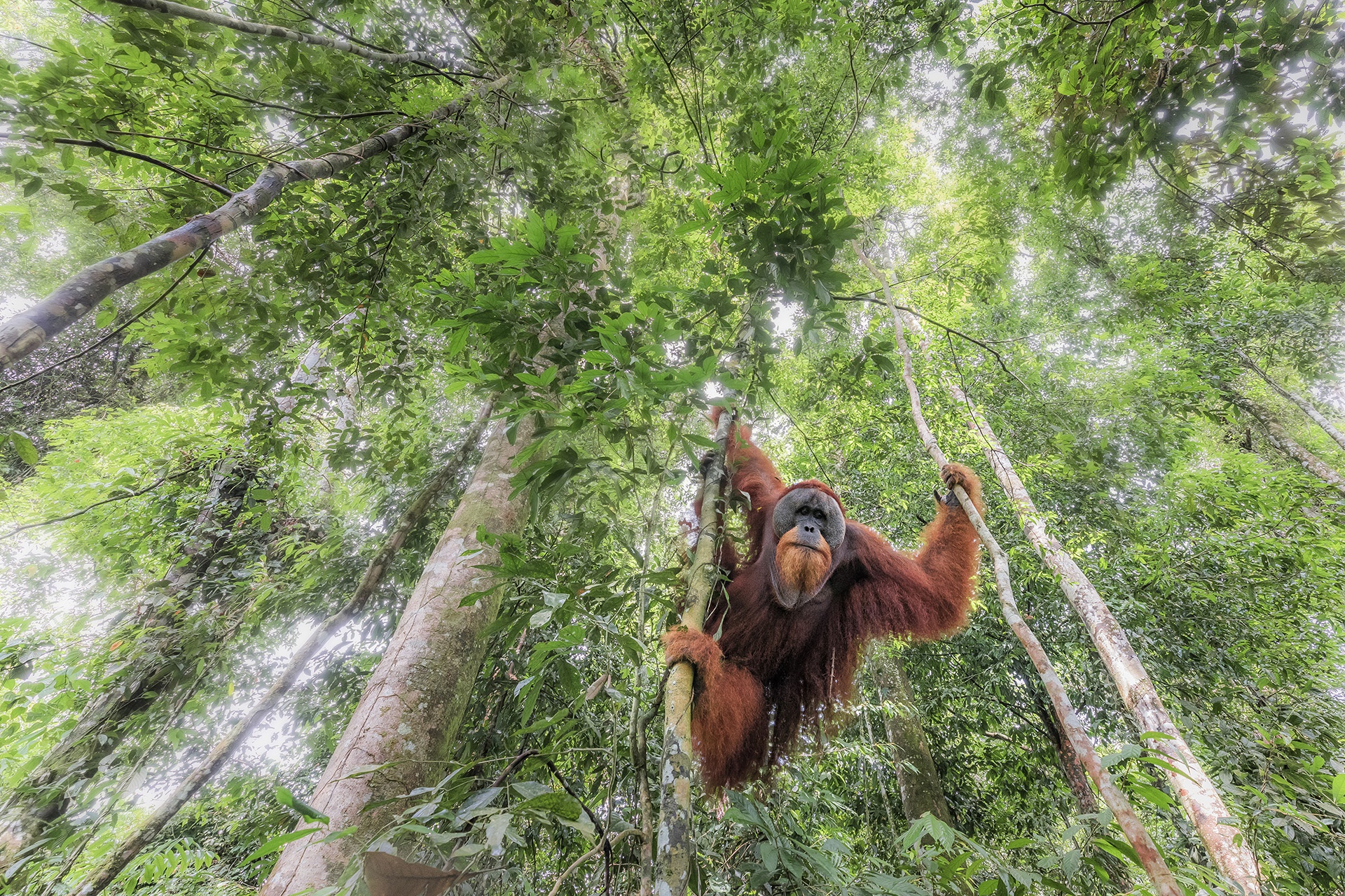 Скачати мобільні шпалери Мавпи, Мавпа, Тварина, Джунглі, Орангутанг безкоштовно.