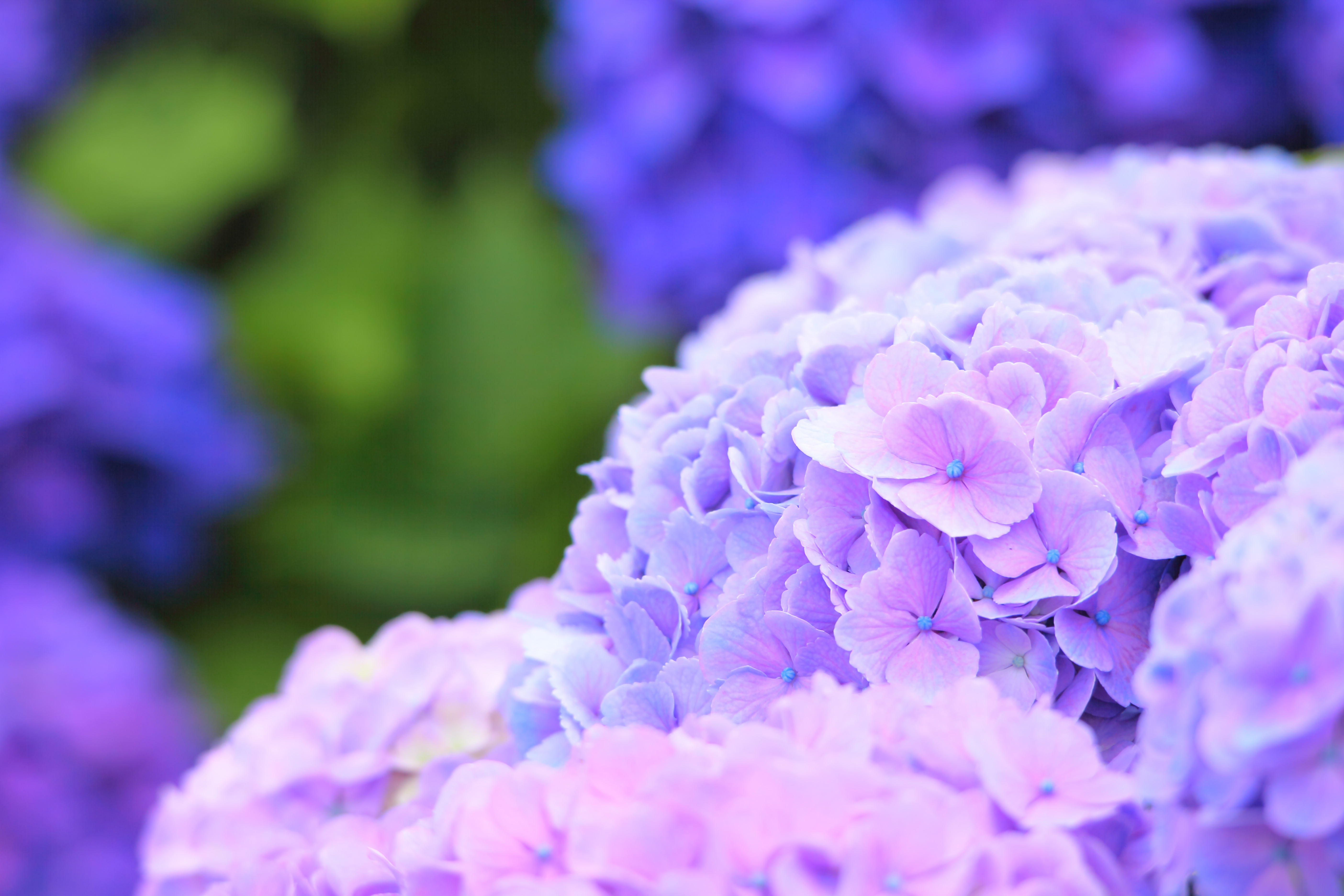 Téléchargez gratuitement l'image Fleurs, Fleur, Macro, Hortensia, Fleur Mauve, La Nature, Terre/nature sur le bureau de votre PC