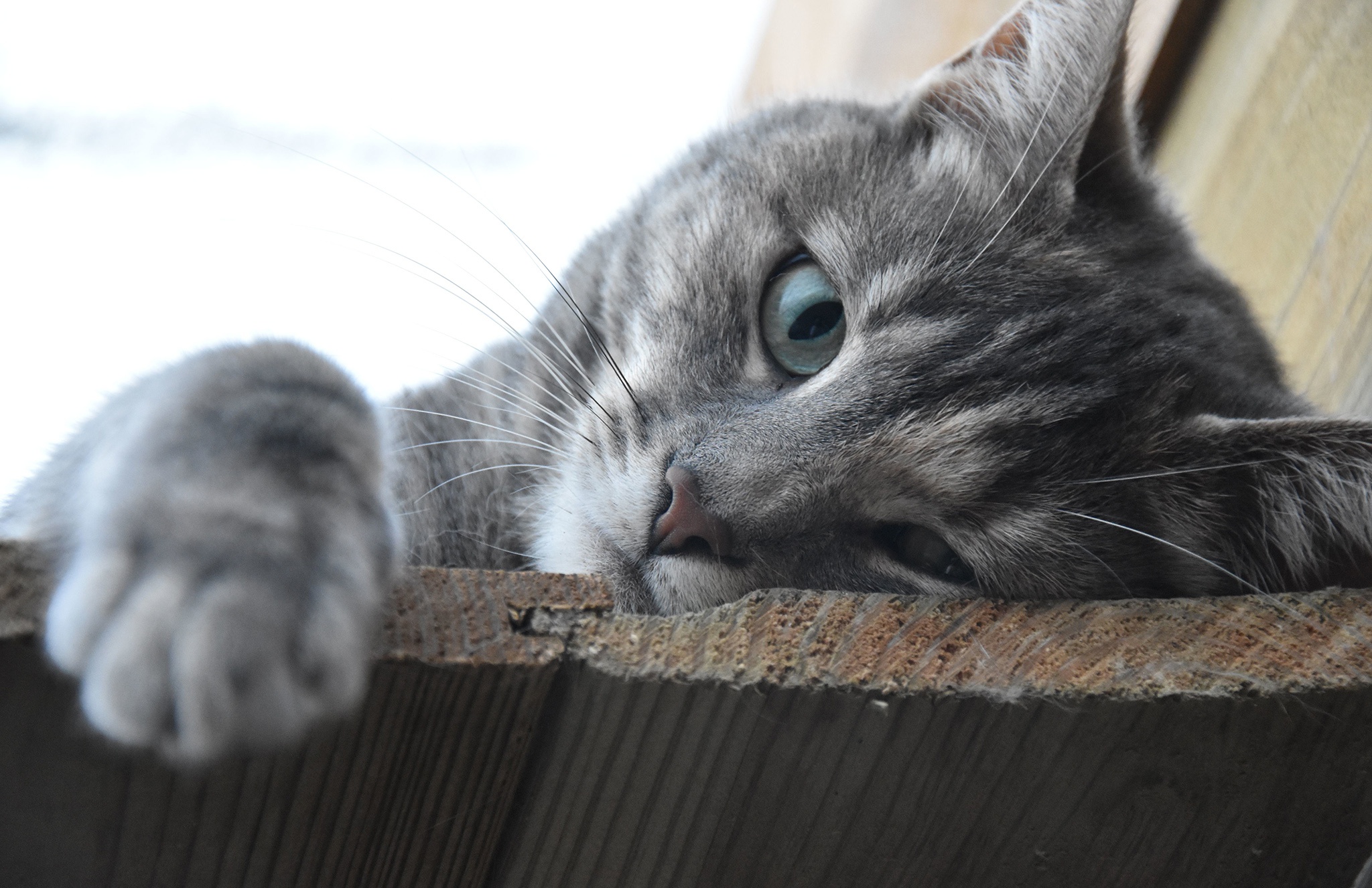 Baixar papel de parede para celular de Animais, Gatos, Gato, Olhar Fixamente gratuito.