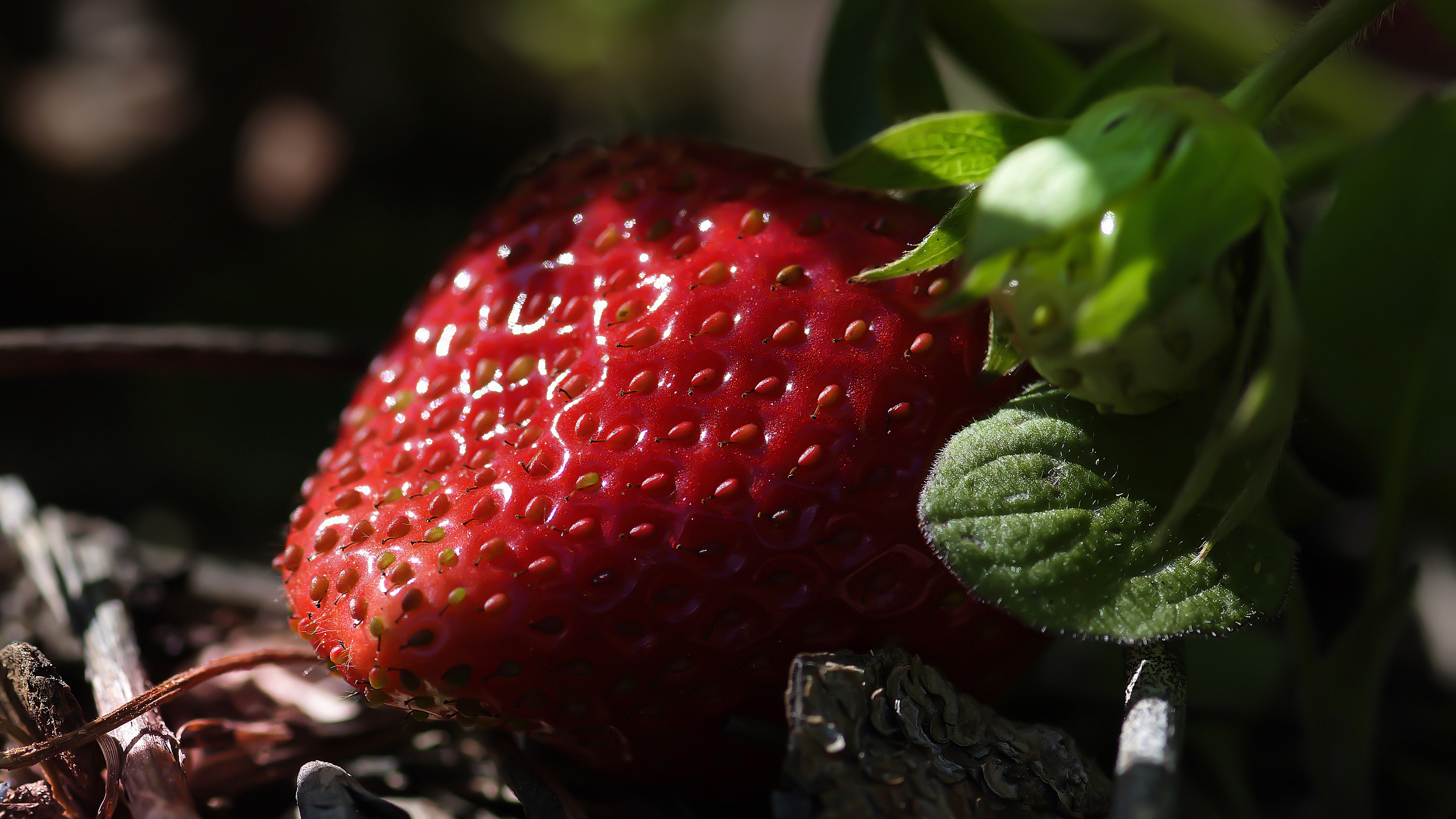 Download mobile wallpaper Food, Strawberry, Berry for free.