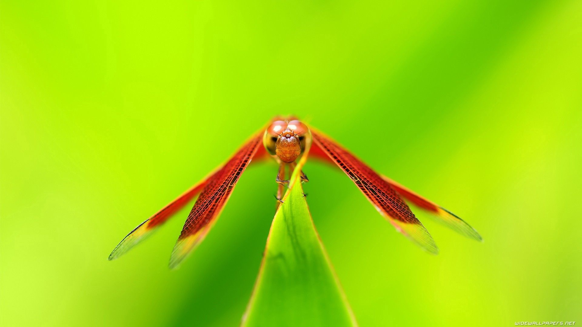 Free download wallpaper Macro, Insect, Dragonfly, Plant on your PC desktop