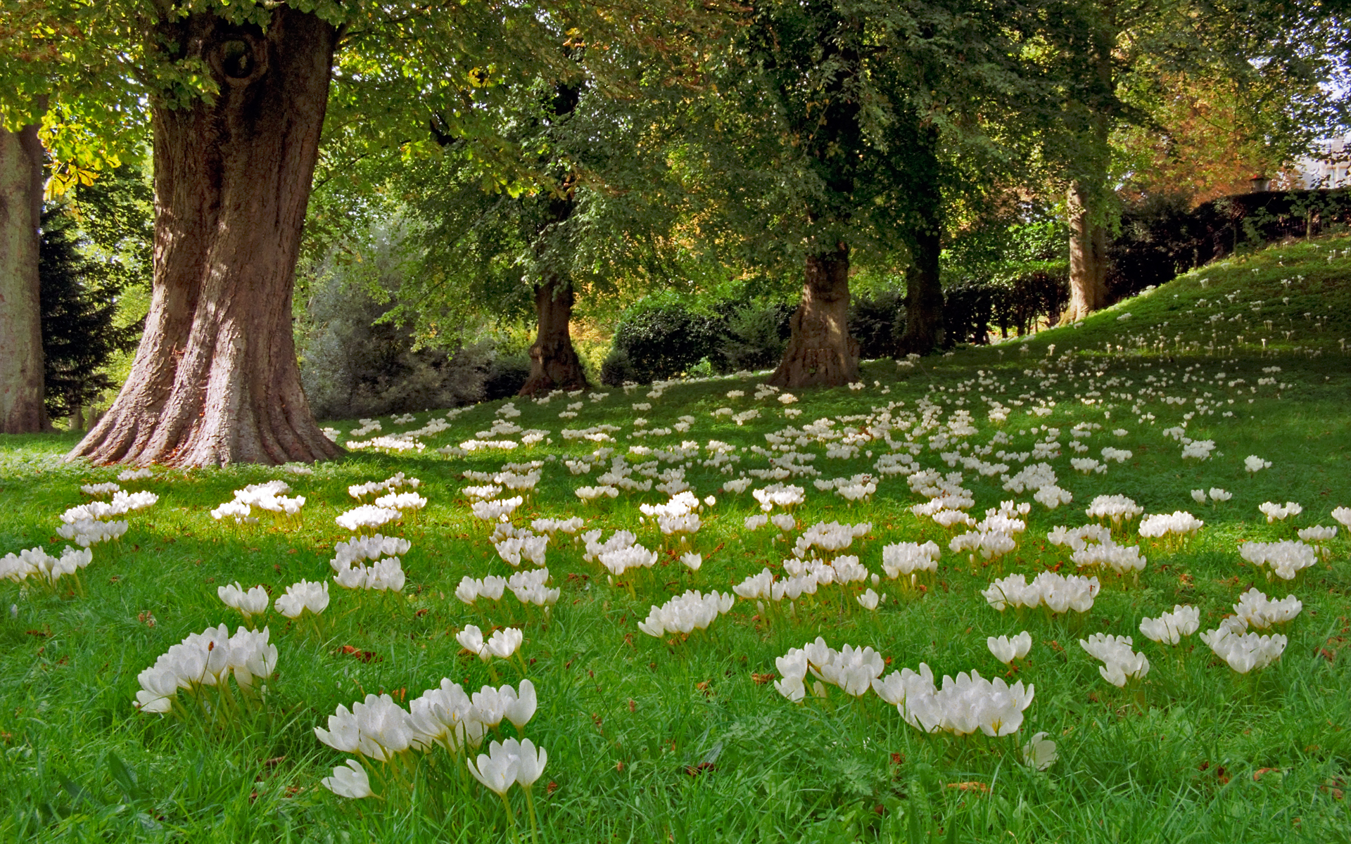 Download mobile wallpaper Nature, Flower, Park, Tree, Earth, Crocus for free.