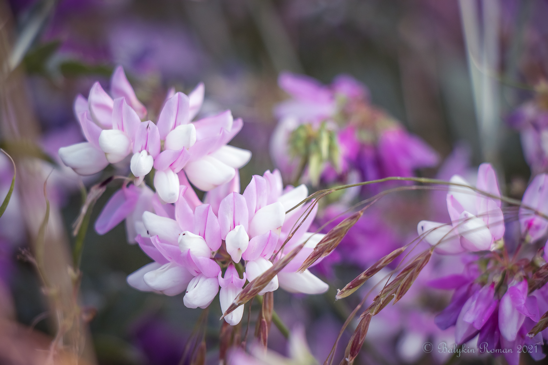 Descarga gratis la imagen Flores, Flor, Tierra/naturaleza en el escritorio de tu PC