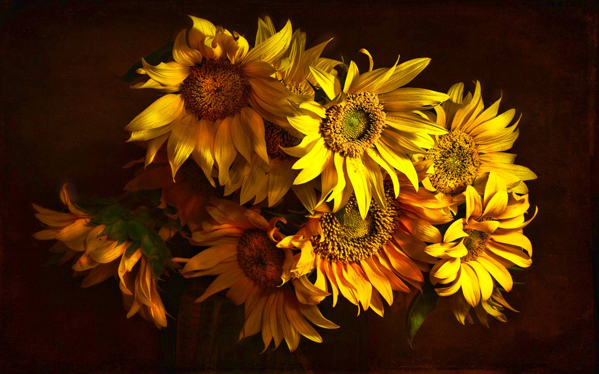sunflower, flowers, earth