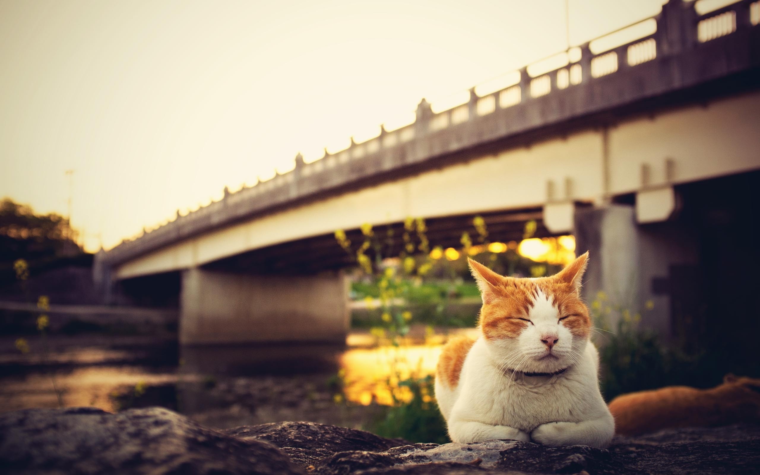 Baixar papel de parede para celular de Animais, Gato gratuito.