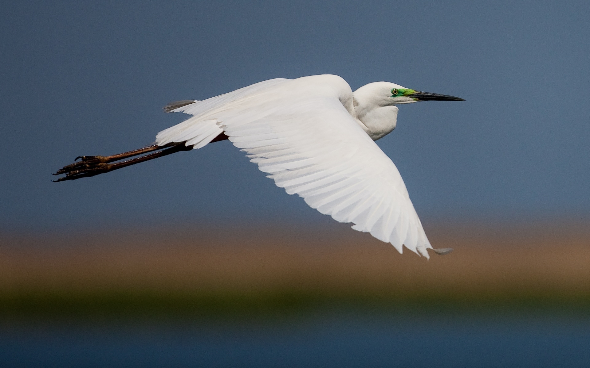 Descarga gratuita de fondo de pantalla para móvil de Ave, Aves, Animales.