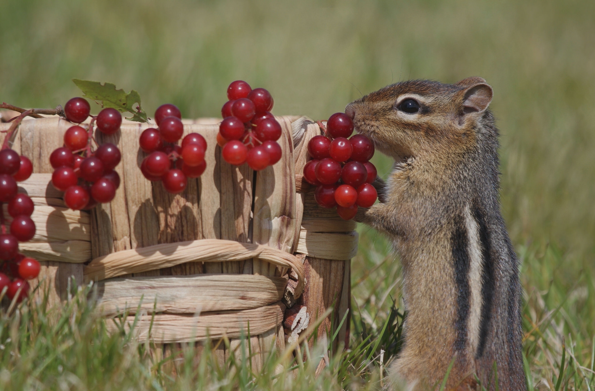Download mobile wallpaper Berry, Animal, Rodent, Chipmunk for free.