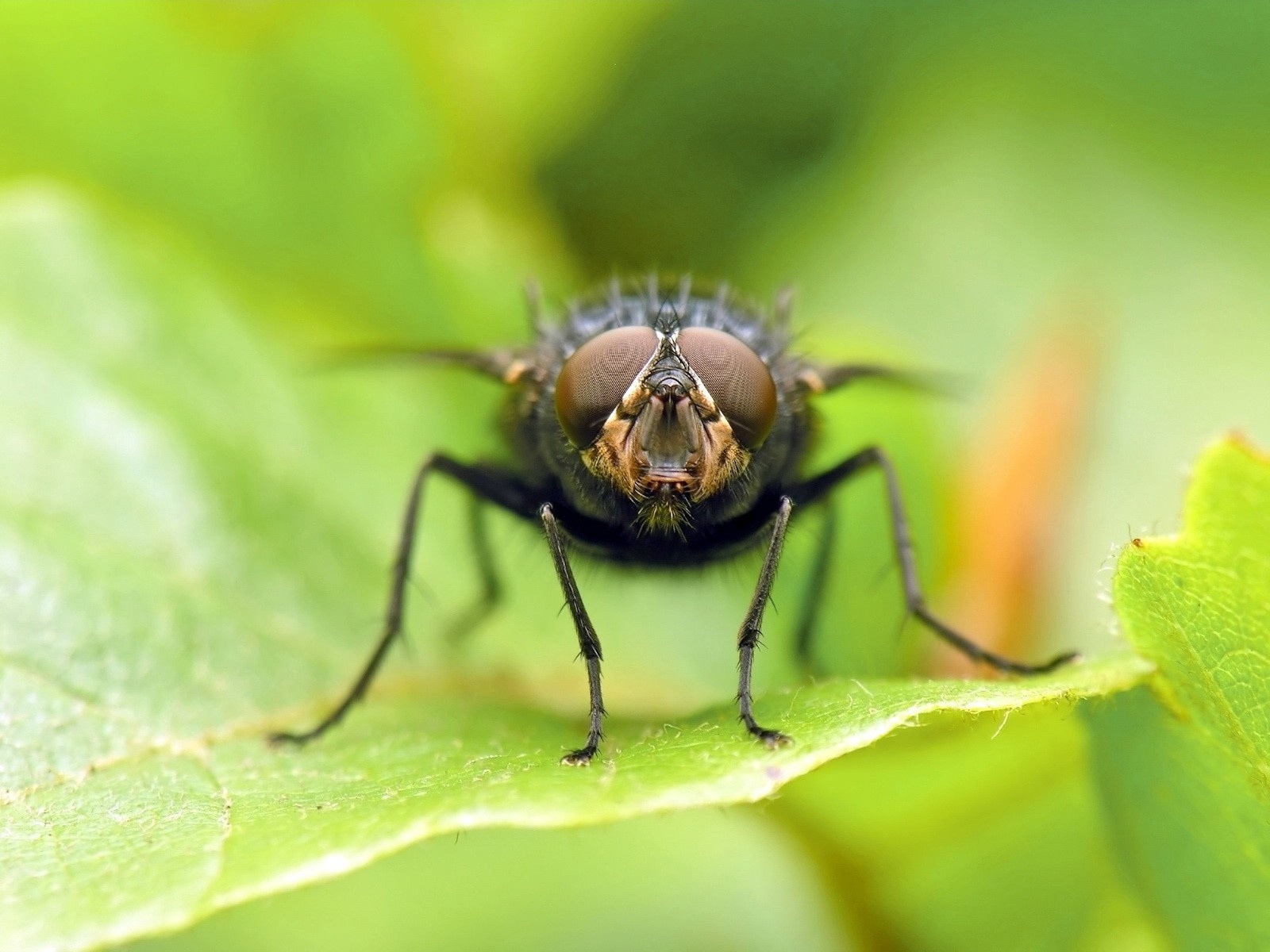 9995 baixar imagens insetos, moscas, verde - papéis de parede e protetores de tela gratuitamente