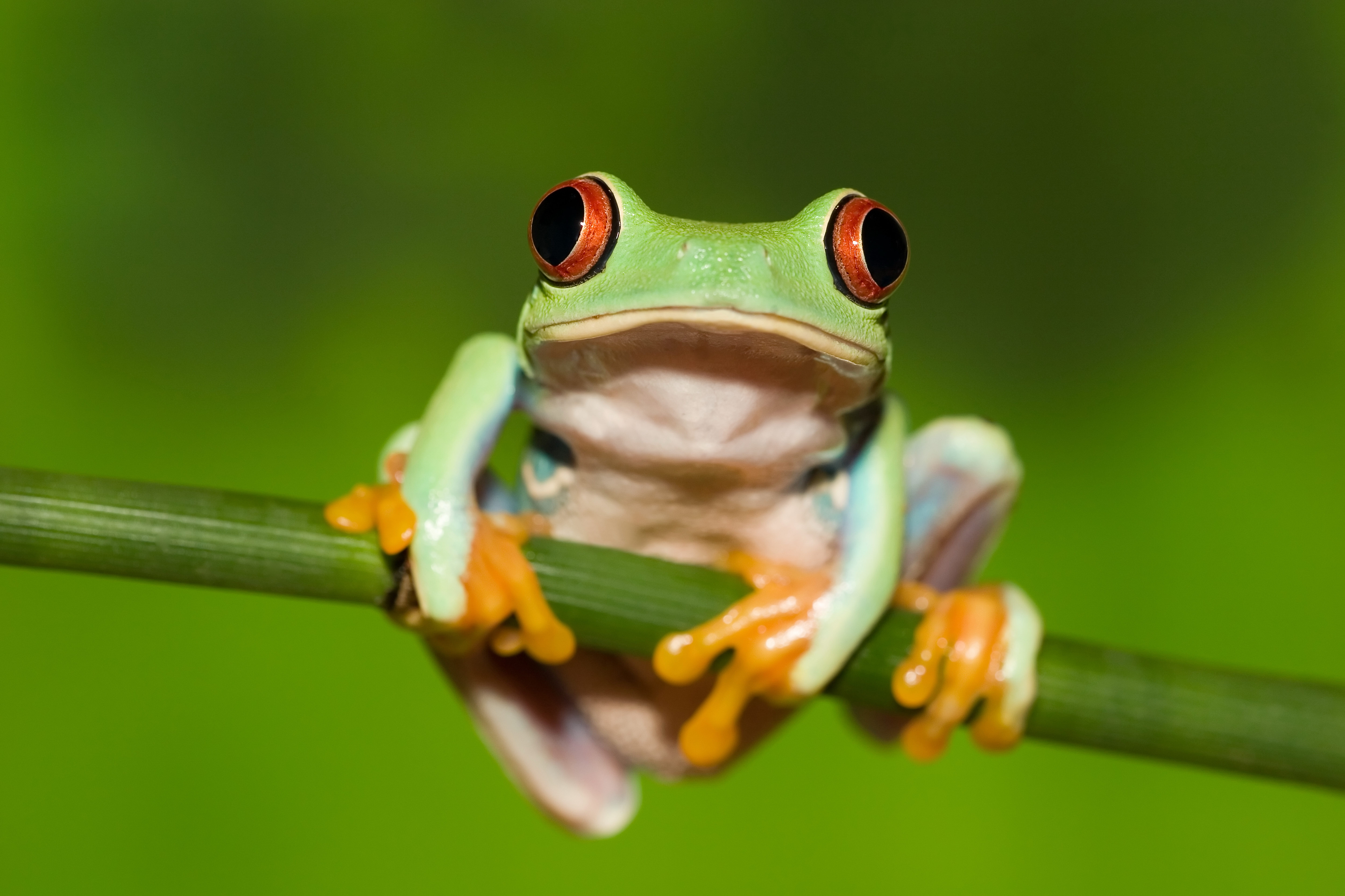 frog, green background, animals, stem, stalk, red eyes