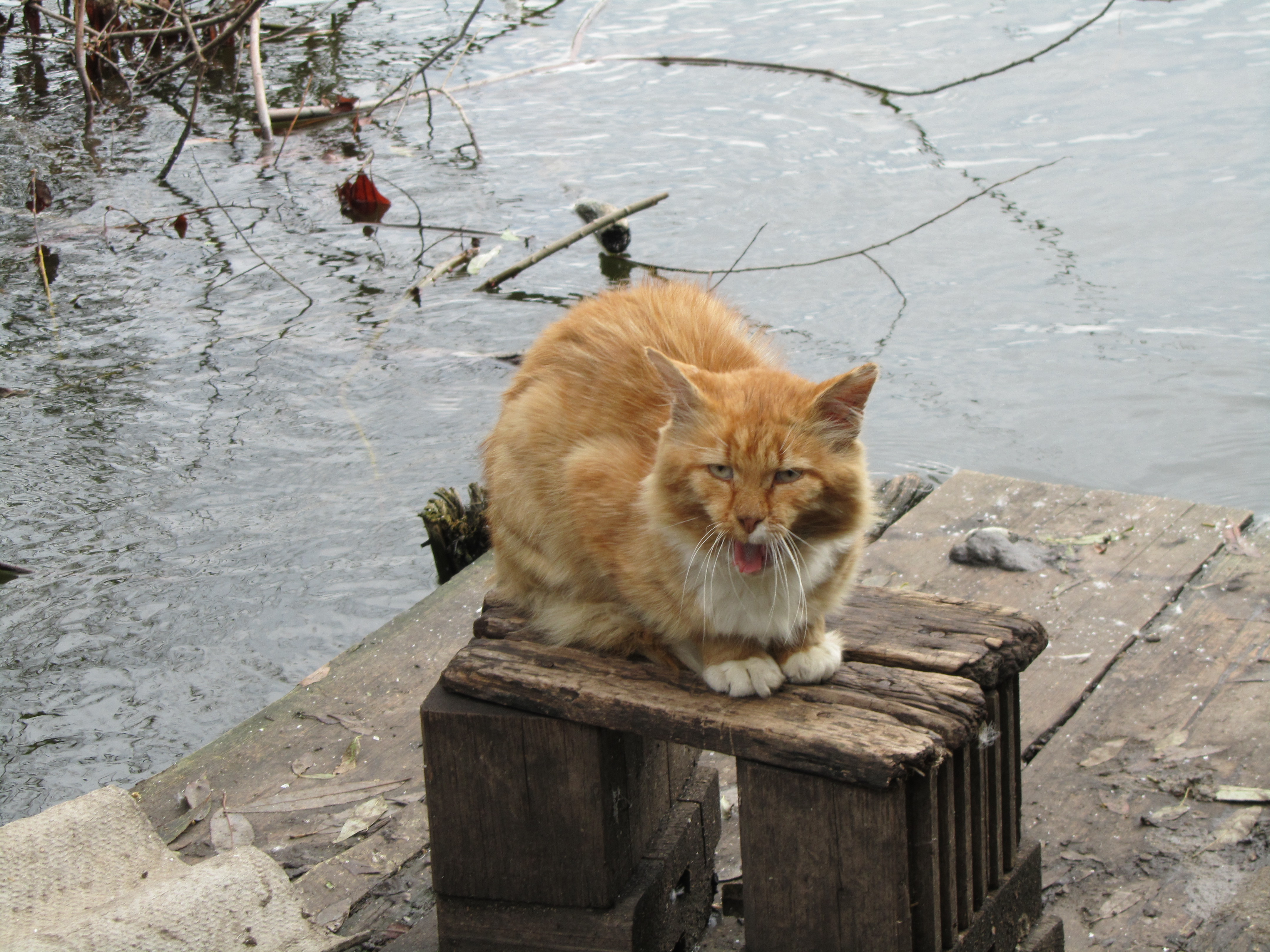 Baixe gratuitamente a imagem Animais, Gato na área de trabalho do seu PC