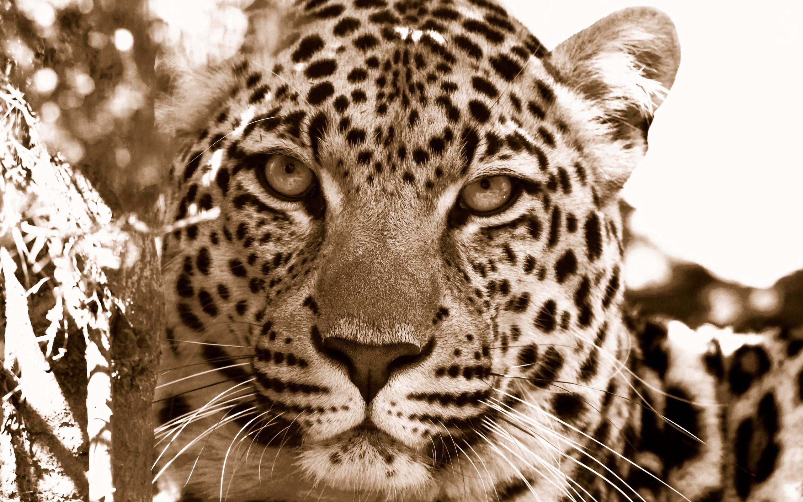 74174 Hintergrundbild herunterladen tiere, leopard, schnauze, gefleckt, fleckig, traurigkeit, trauer - Bildschirmschoner und Bilder kostenlos