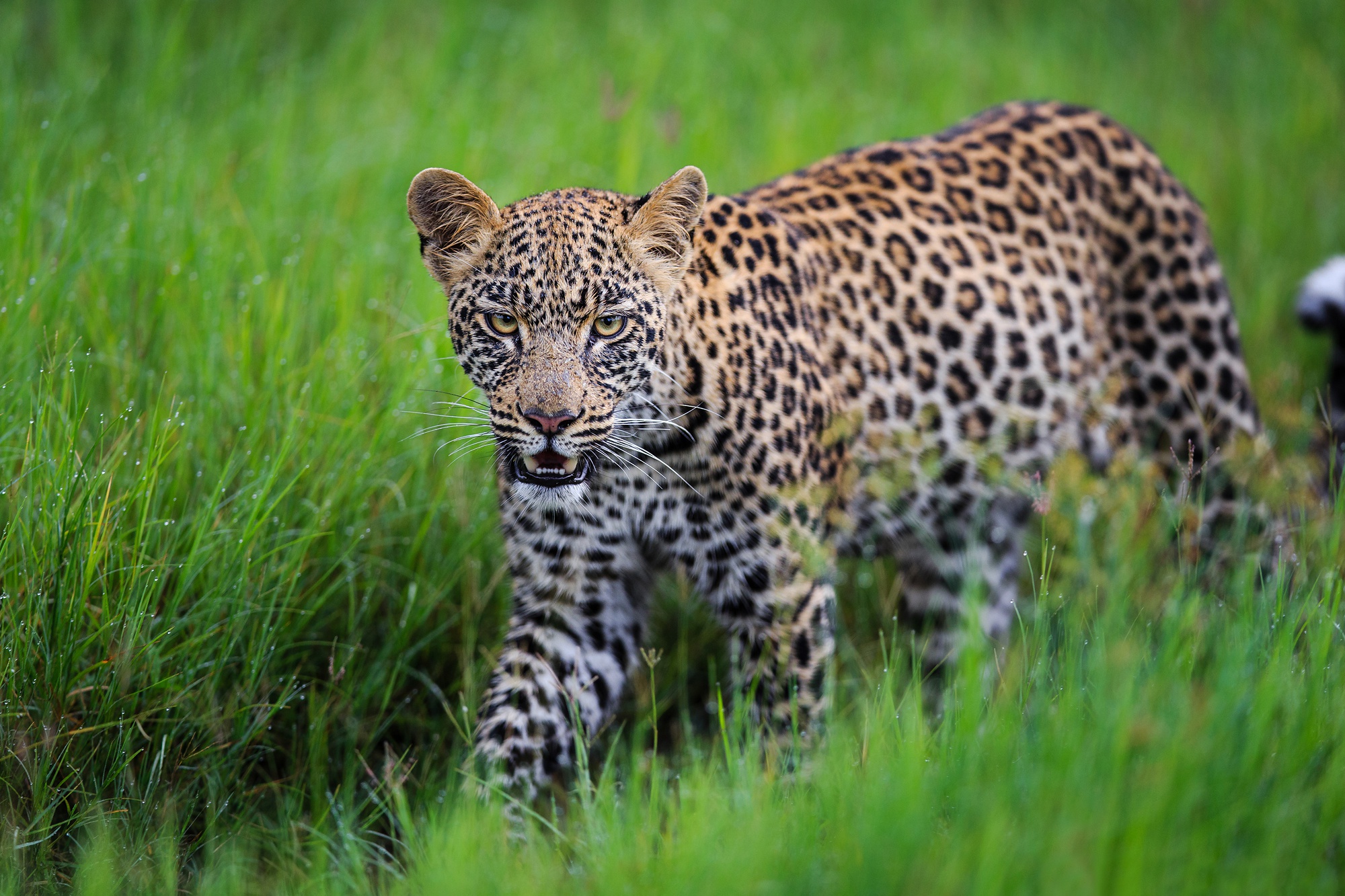 Descarga gratuita de fondo de pantalla para móvil de Animales, Gatos, Leopardo.