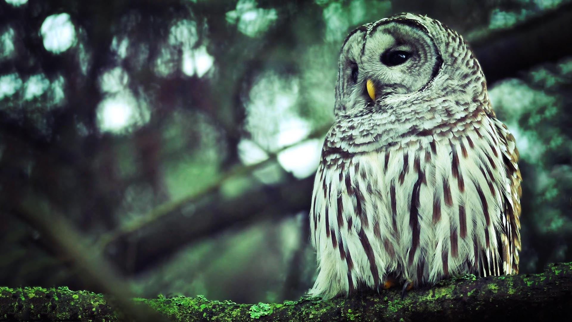 Free download wallpaper Owl, Animal on your PC desktop