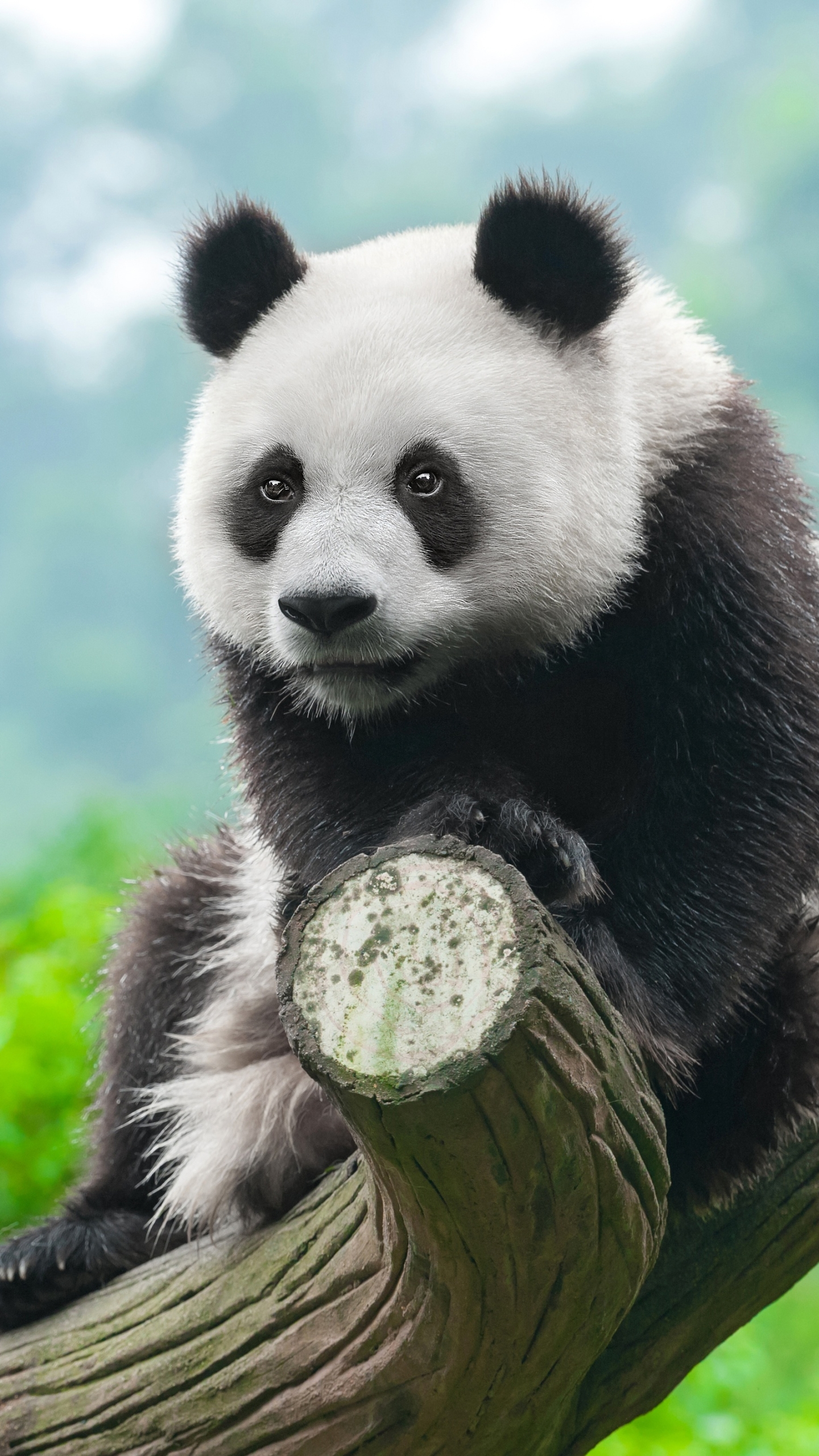 Handy-Wallpaper Tiere, Panda kostenlos herunterladen.