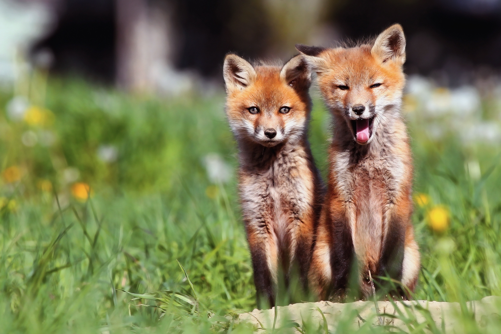 animals, grass, fox, young, couple, pair, open mouth, cubs