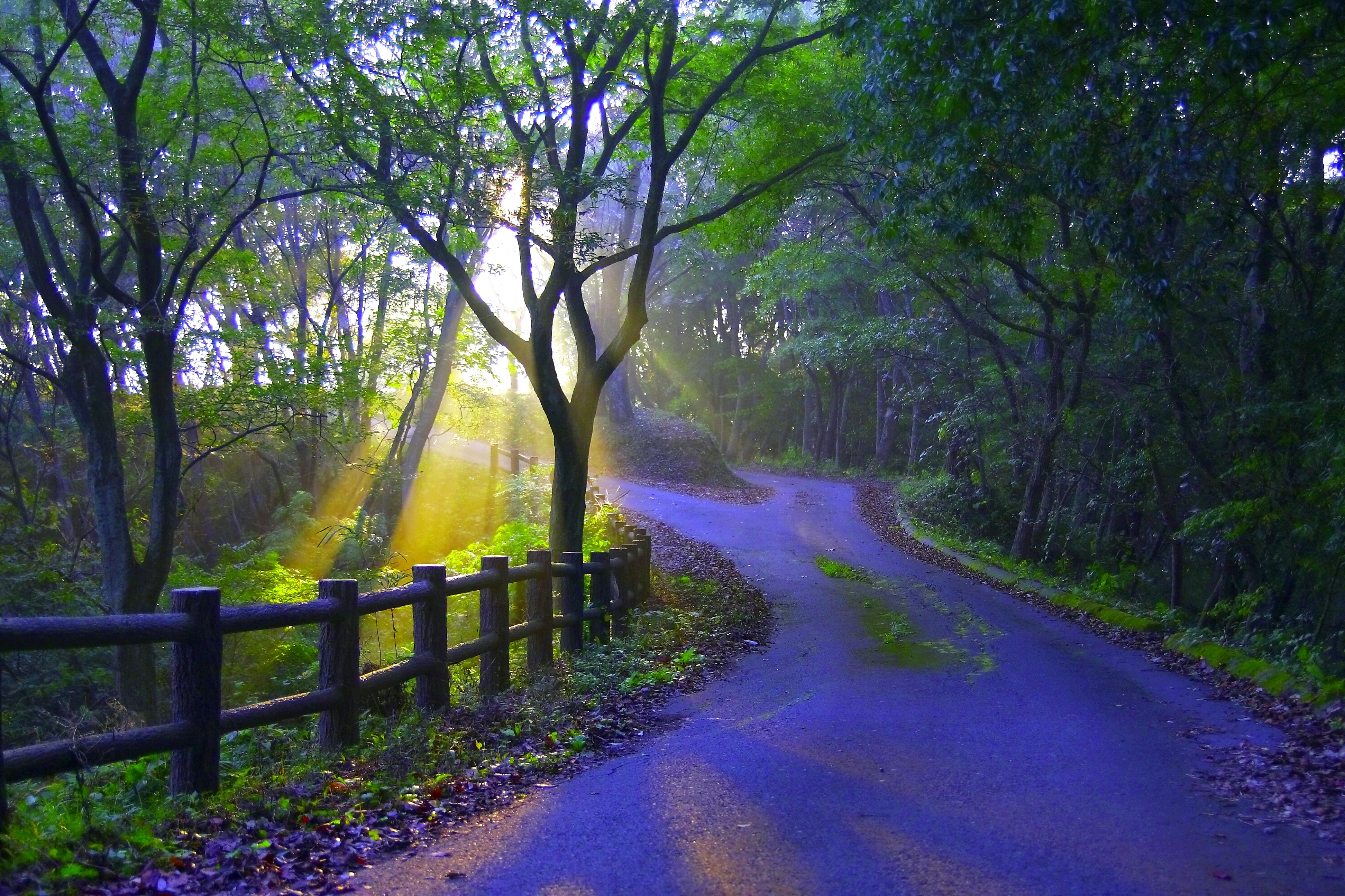 Free download wallpaper Sun, Road, Forest, Tree, Fence, Sunbeam, Man Made on your PC desktop