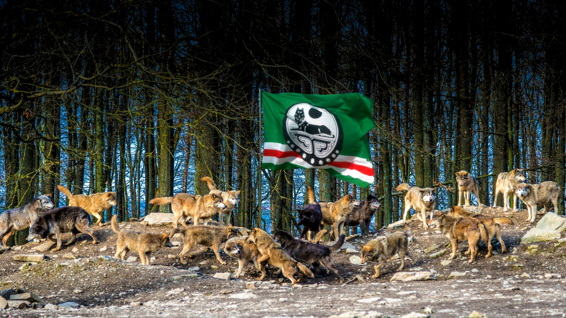 382266 descargar fondo de pantalla animales, lobo, bandera de chechenia, wolves: protectores de pantalla e imágenes gratis