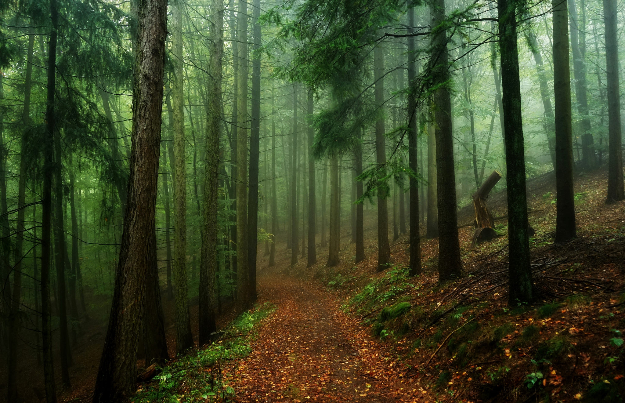 Download mobile wallpaper Forest, Tree, Fog, Earth, Path for free.