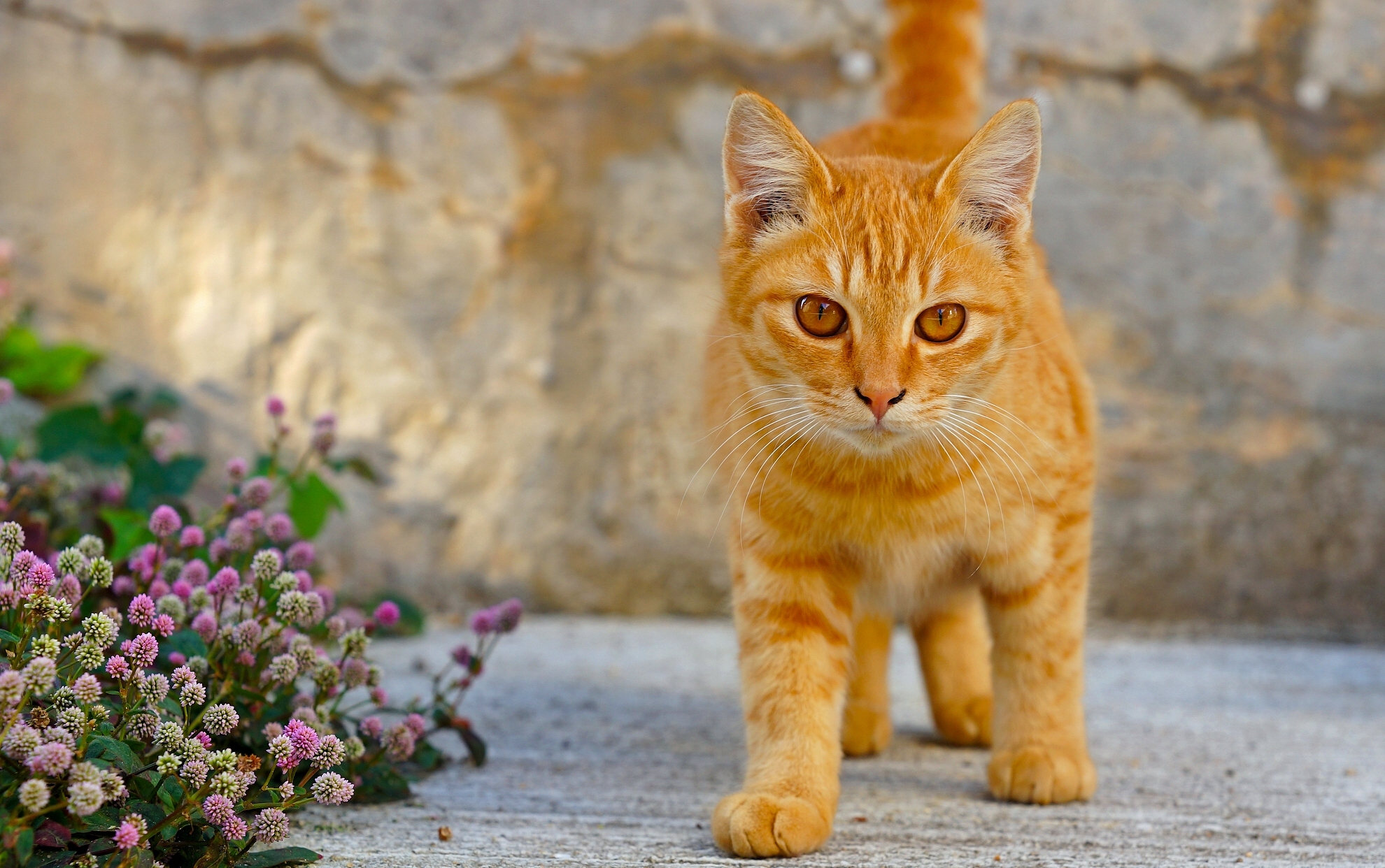 無料モバイル壁紙動物, ネコ, 猫, 子猫, 赤ちゃん動物をダウンロードします。