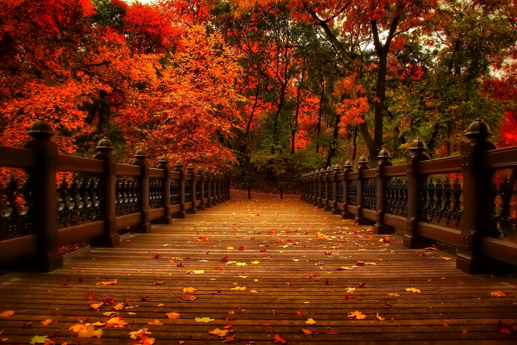 Laden Sie das Herbst, Wald, Baum, Brücke, Brücken, Menschengemacht-Bild kostenlos auf Ihren PC-Desktop herunter