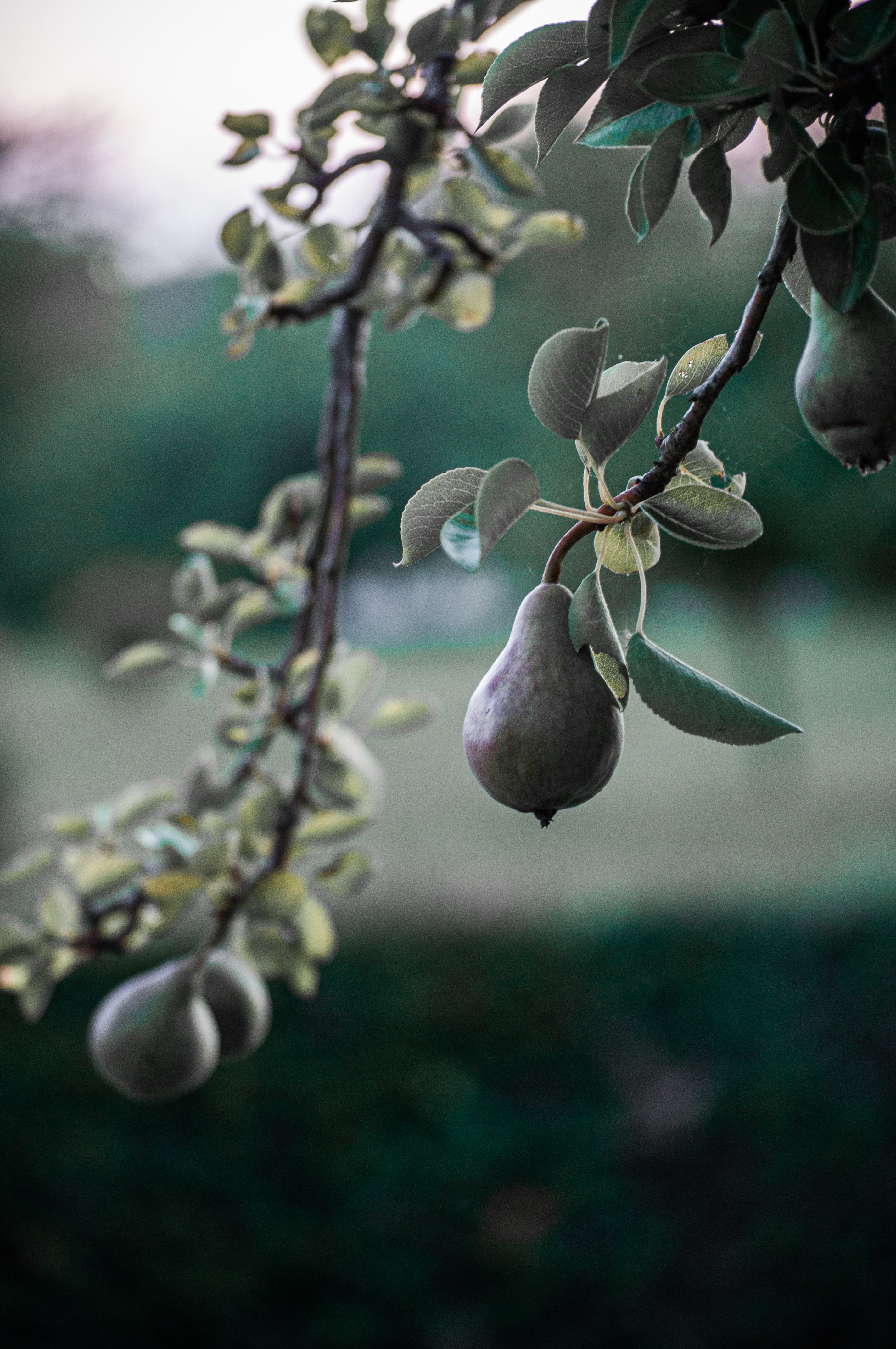 Download mobile wallpaper Pear, Wood, Tree, Nature, Branch, Fruit for free.