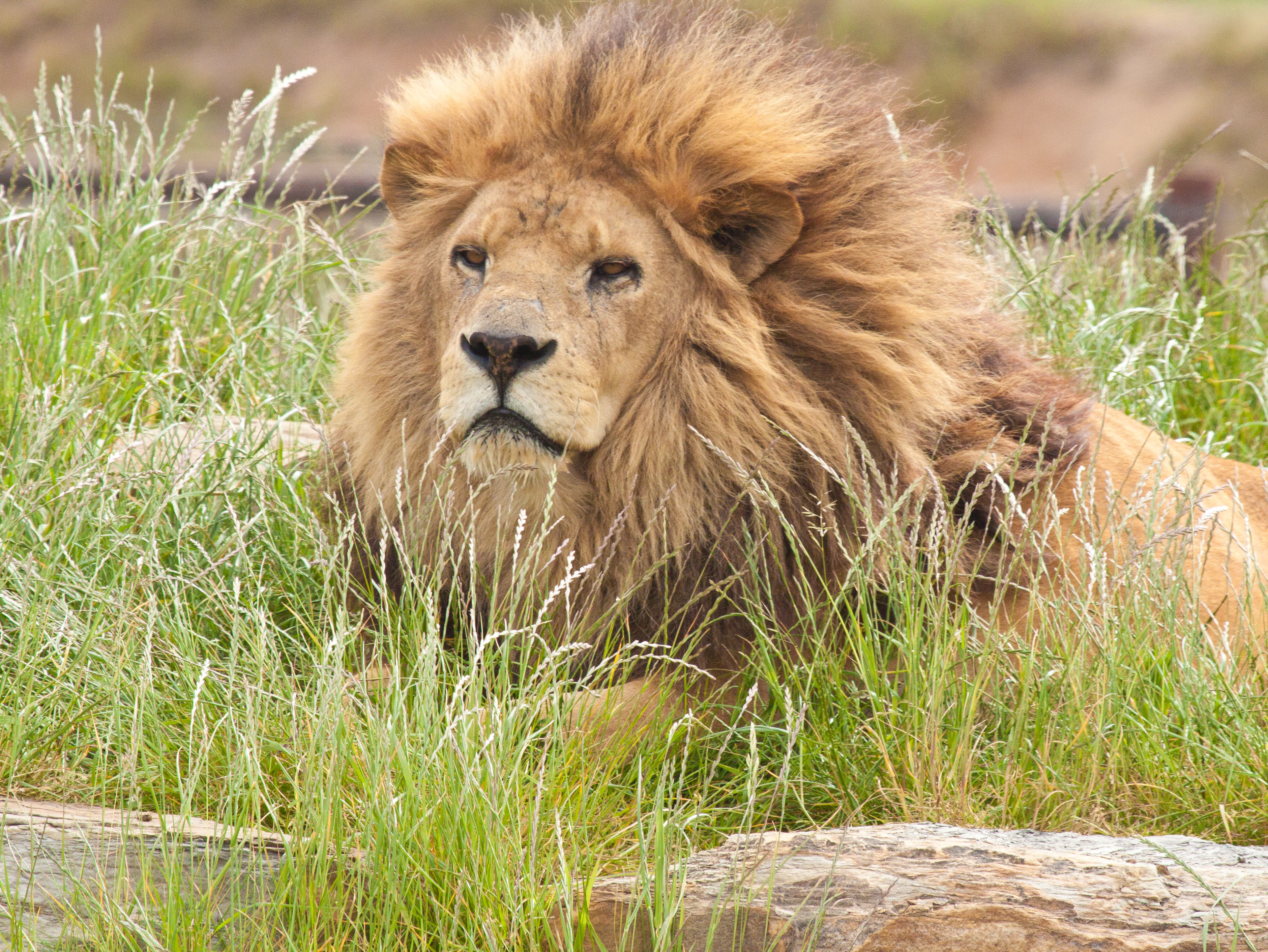 PCデスクトップに動物, 草, ライオン, 猫画像を無料でダウンロード