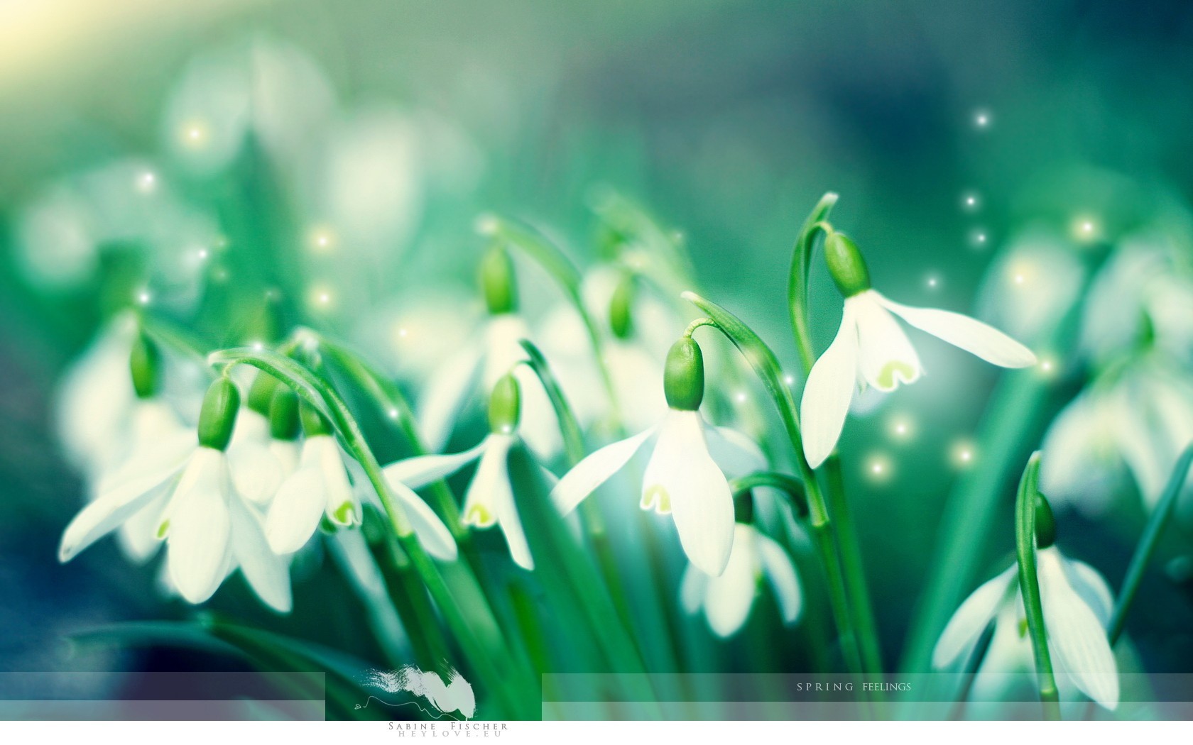 Descarga gratis la imagen Flores, Snowdrops, Plantas, Fondo en el escritorio de tu PC