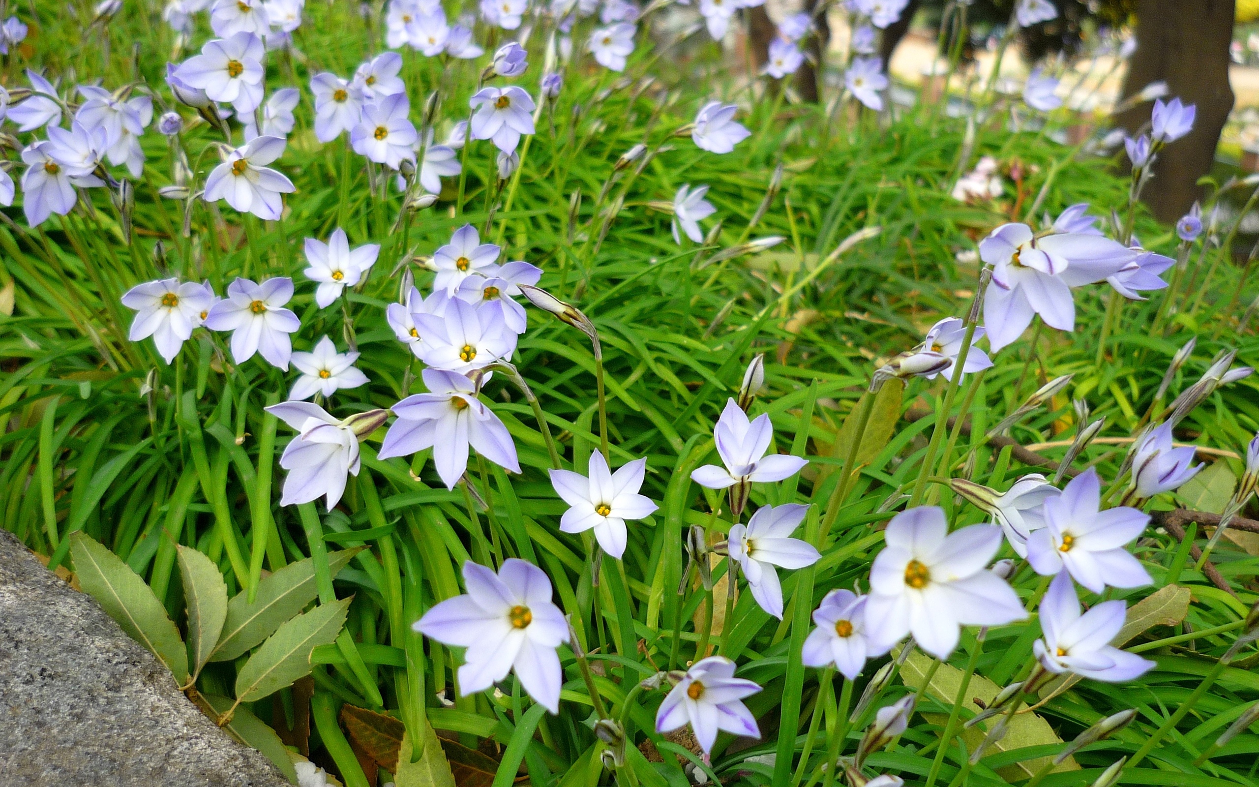 無料モバイル壁紙フラワーズ, 花, 地球をダウンロードします。