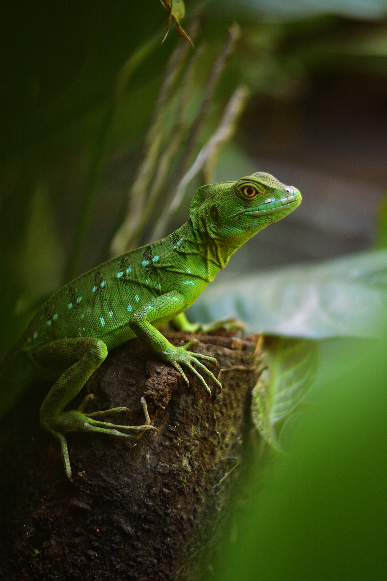 Download mobile wallpaper Wildlife, Reptile, Animals, Lizard for free.