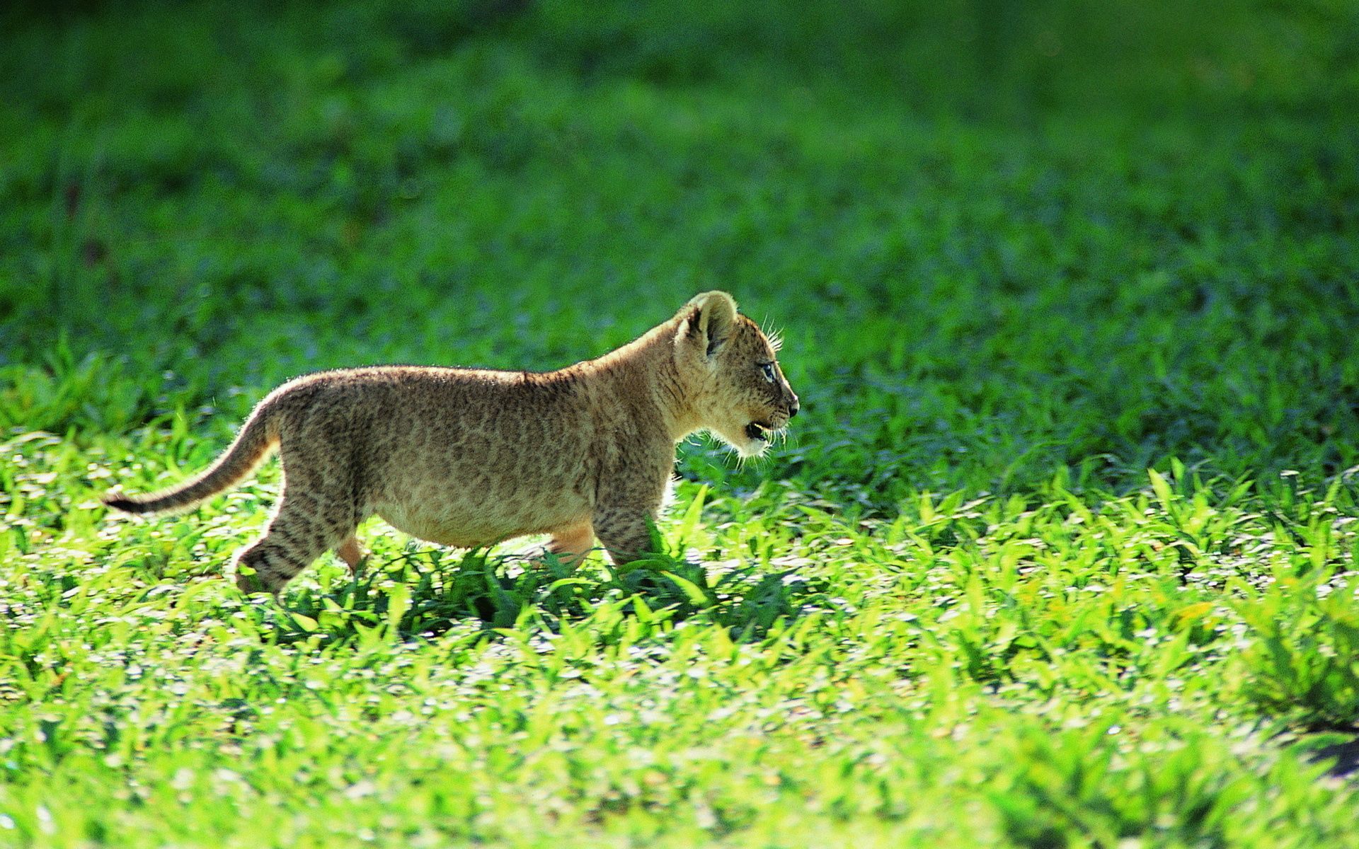 animals, grass, young, leopard, joey
