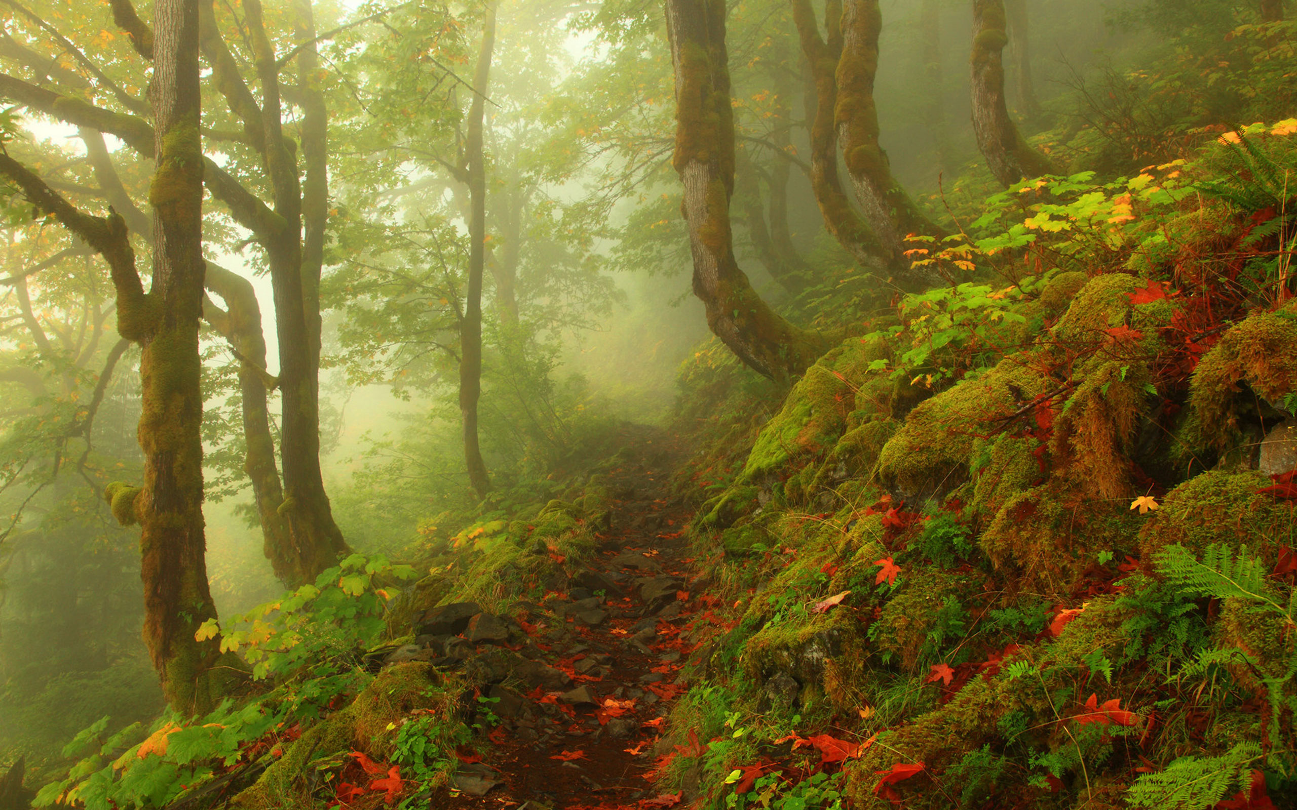 Download mobile wallpaper Landscape, Forest, Fog, Earth for free.