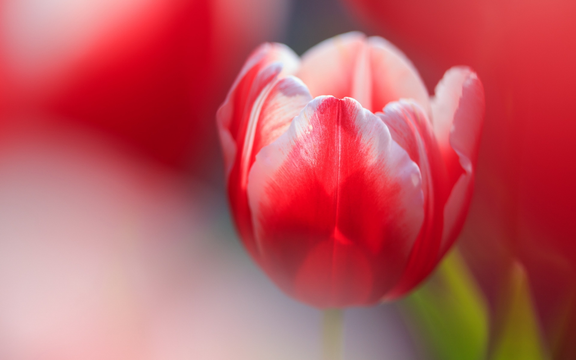 Laden Sie das Natur, Blumen, Blume, Nahansicht, Verwischen, Tulpe, Rote Blume, Erde/natur-Bild kostenlos auf Ihren PC-Desktop herunter