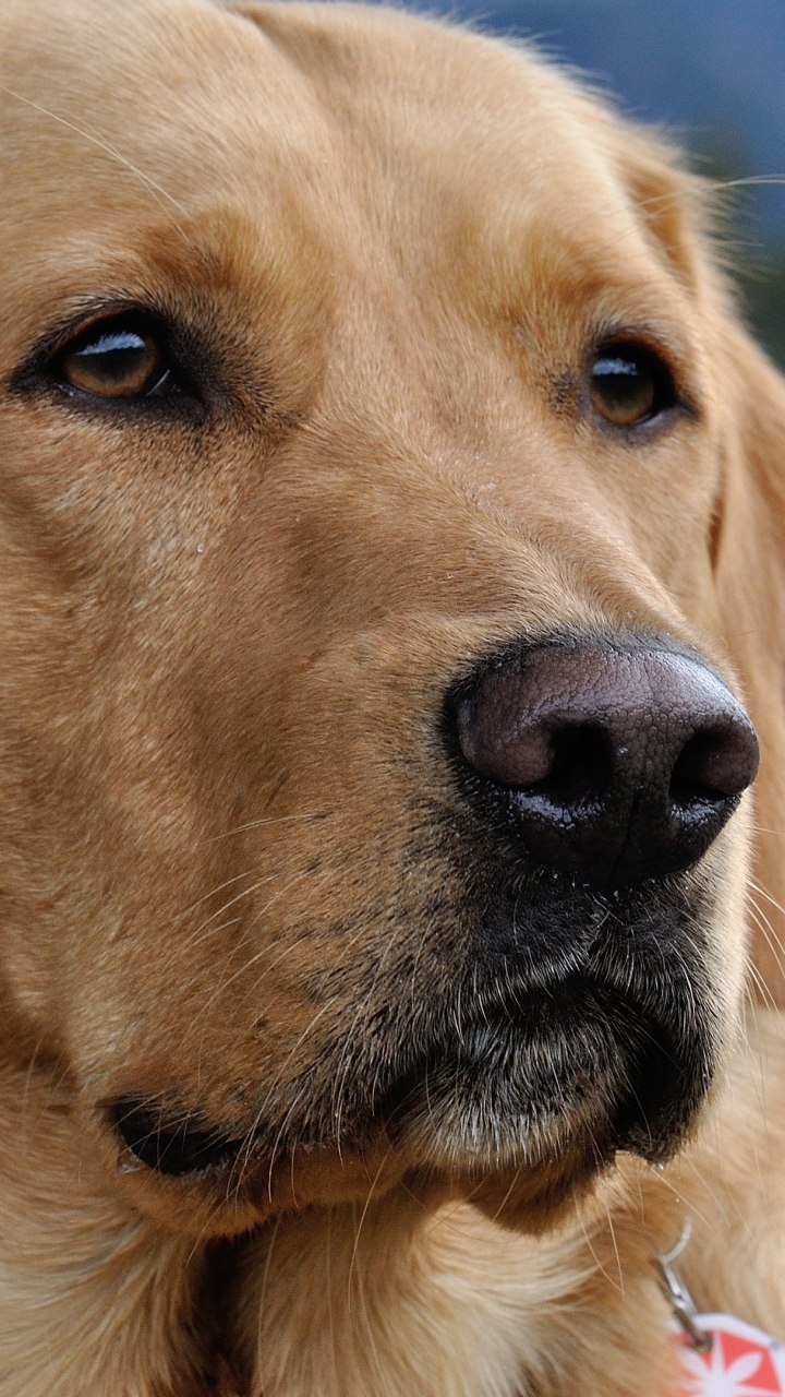 無料モバイル壁紙動物, 犬, ラブラドール・レトリバーをダウンロードします。