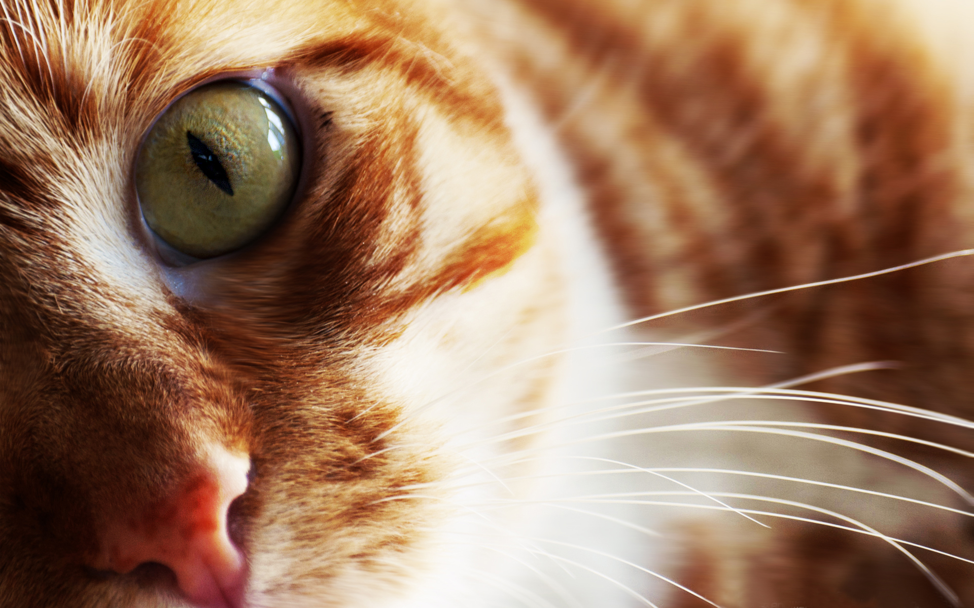 Free download wallpaper Cats, Cat, Animal on your PC desktop